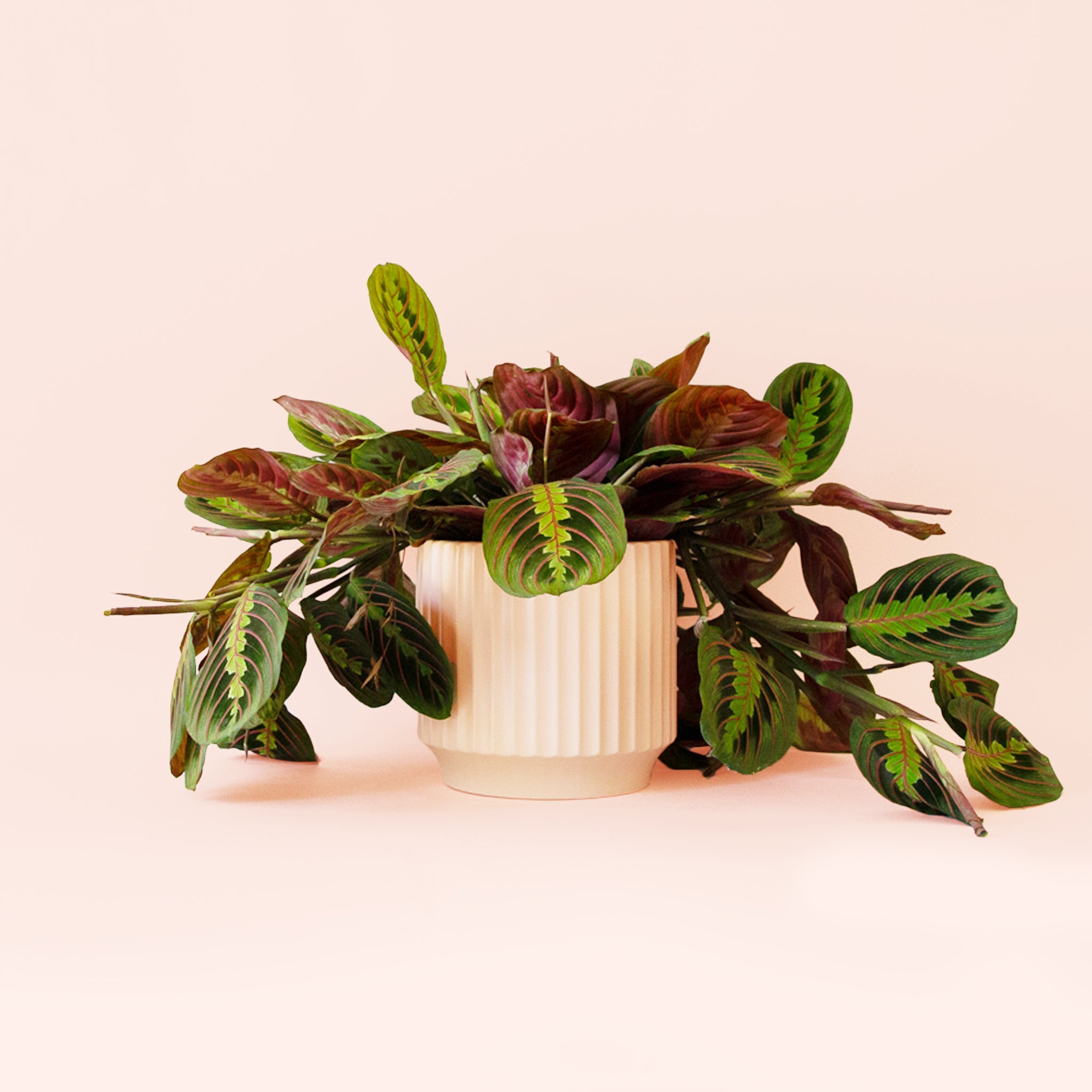 red prayer plant care indoors Maranta | Prayer Plant