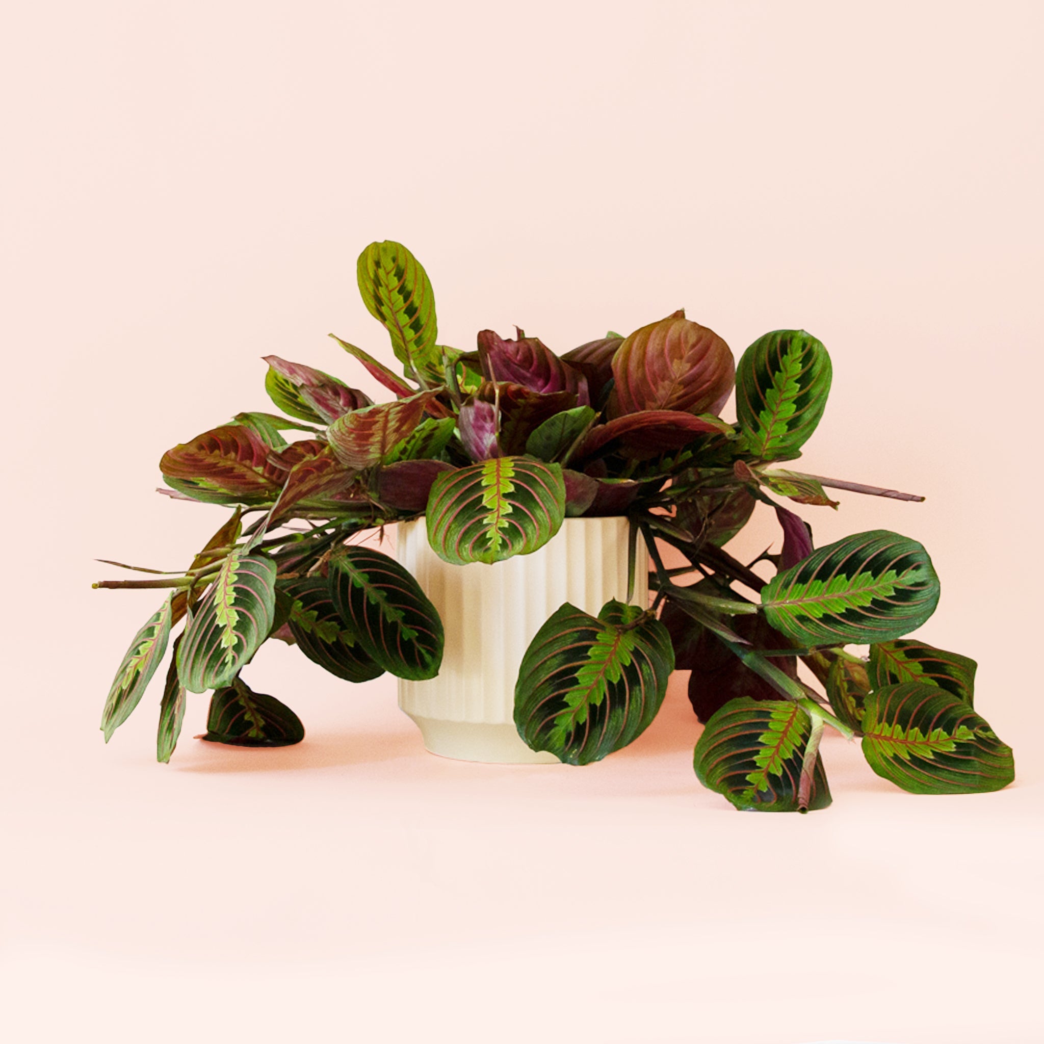 Pigment Maranta Prayer Plant