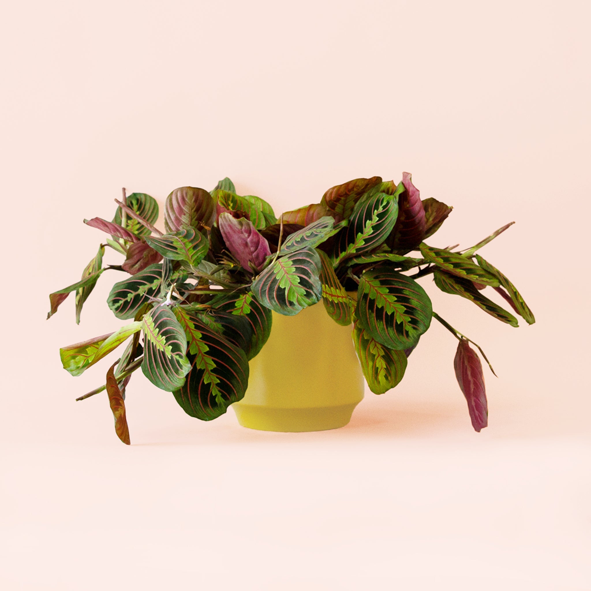 Pigment Maranta Prayer Plant - Thumbnail 2