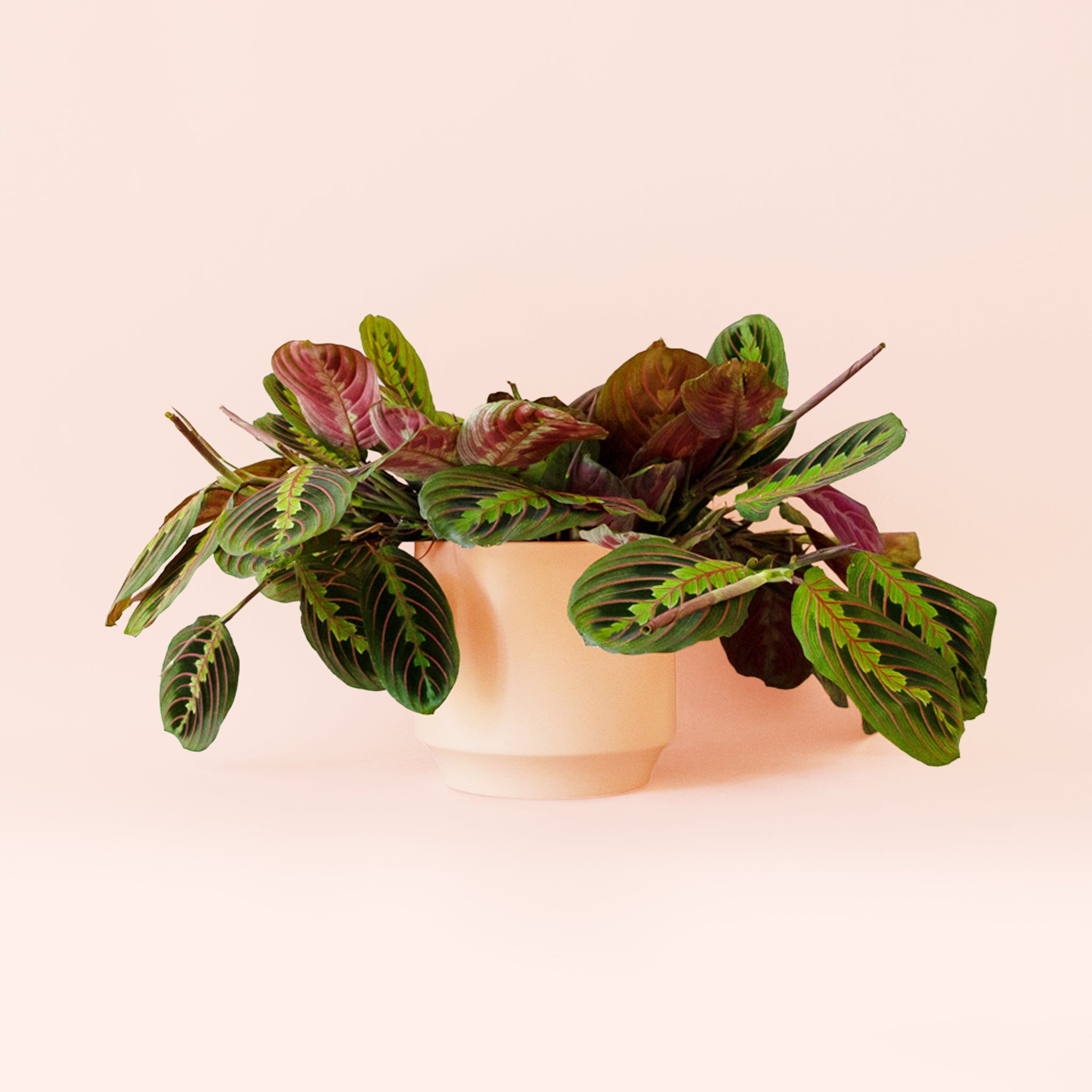 Pigment Maranta Prayer Plant - Thumbnail 4