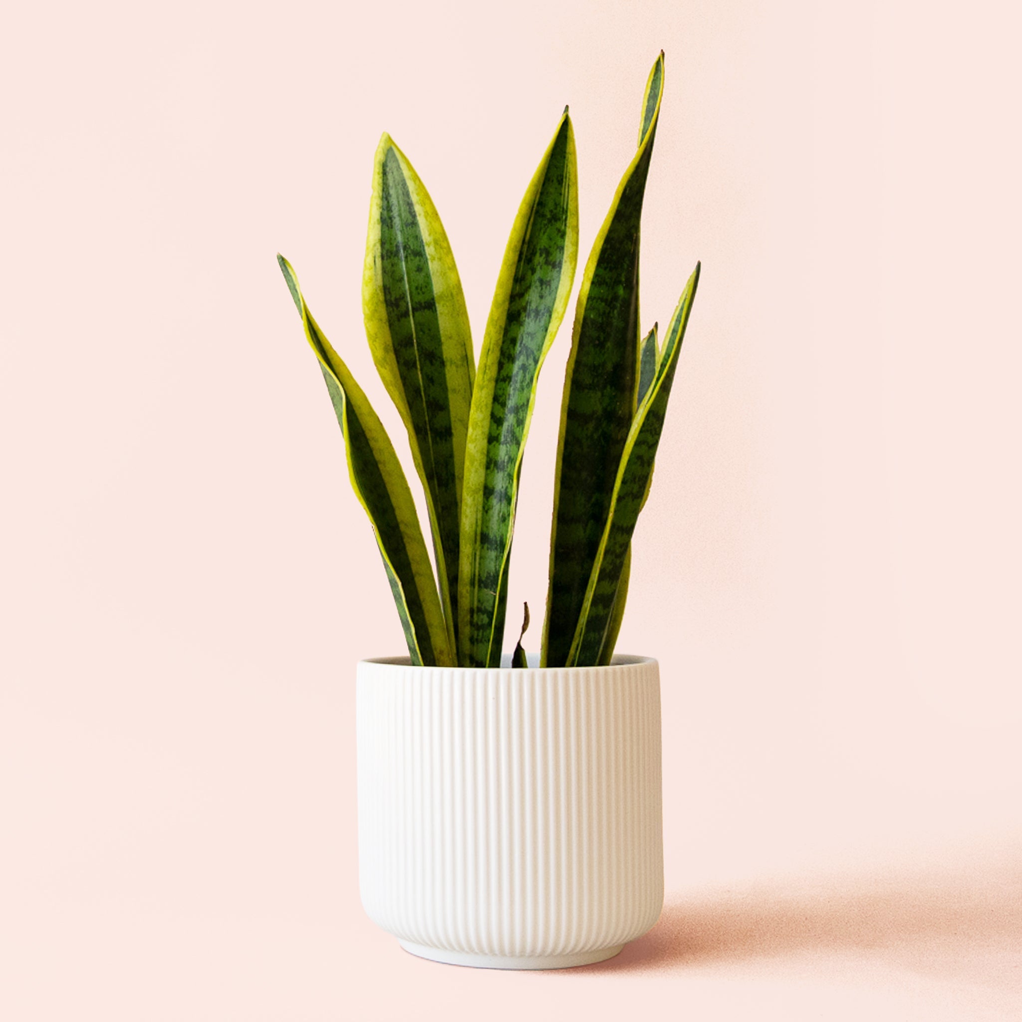 sansevieria laurentii light Sansevieria