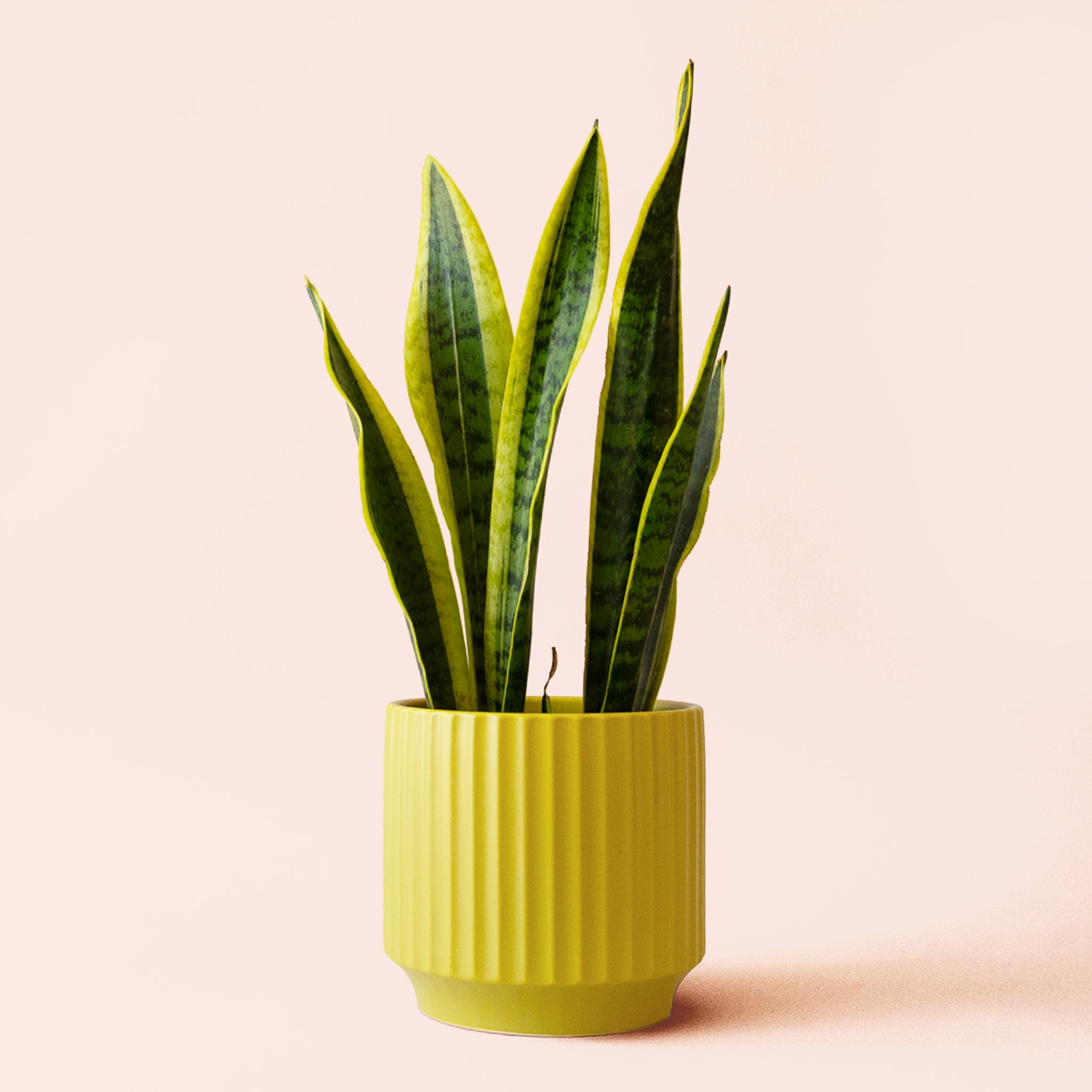sansevieria laurentii yellow snake plant Sansevieria