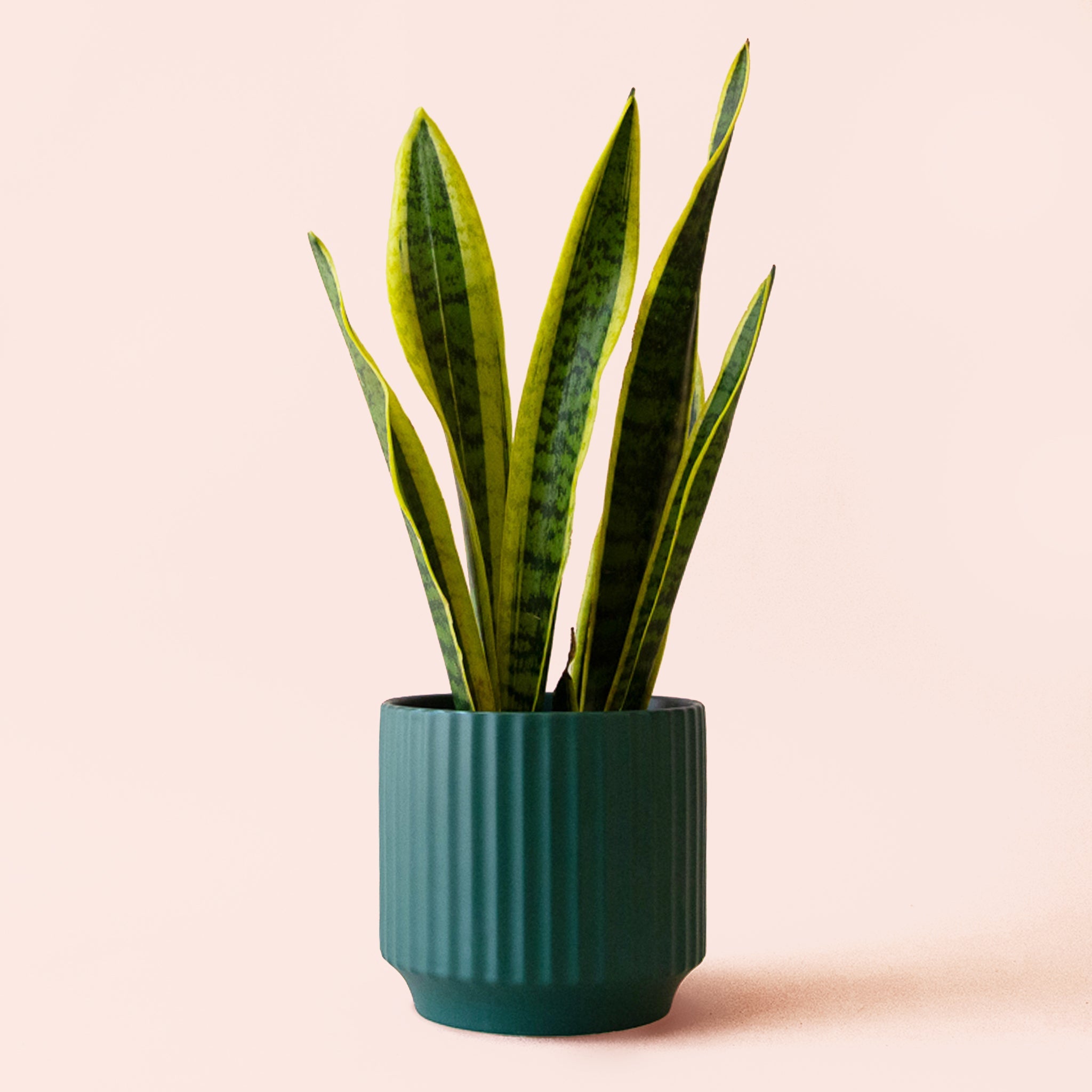 Sansevieria Laurentii - Thumbnail 4