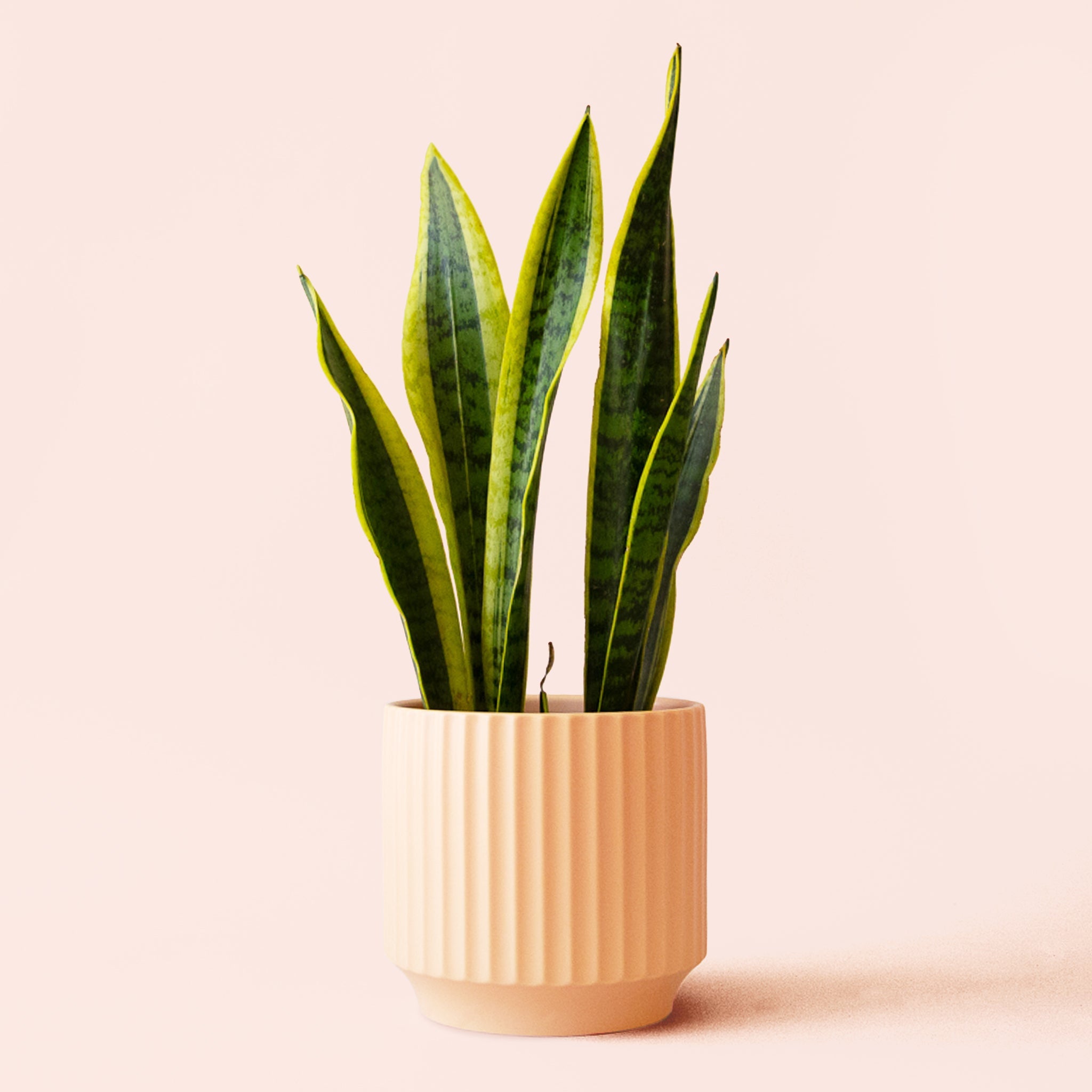 the sill snake plant laurentii Sansevieria
