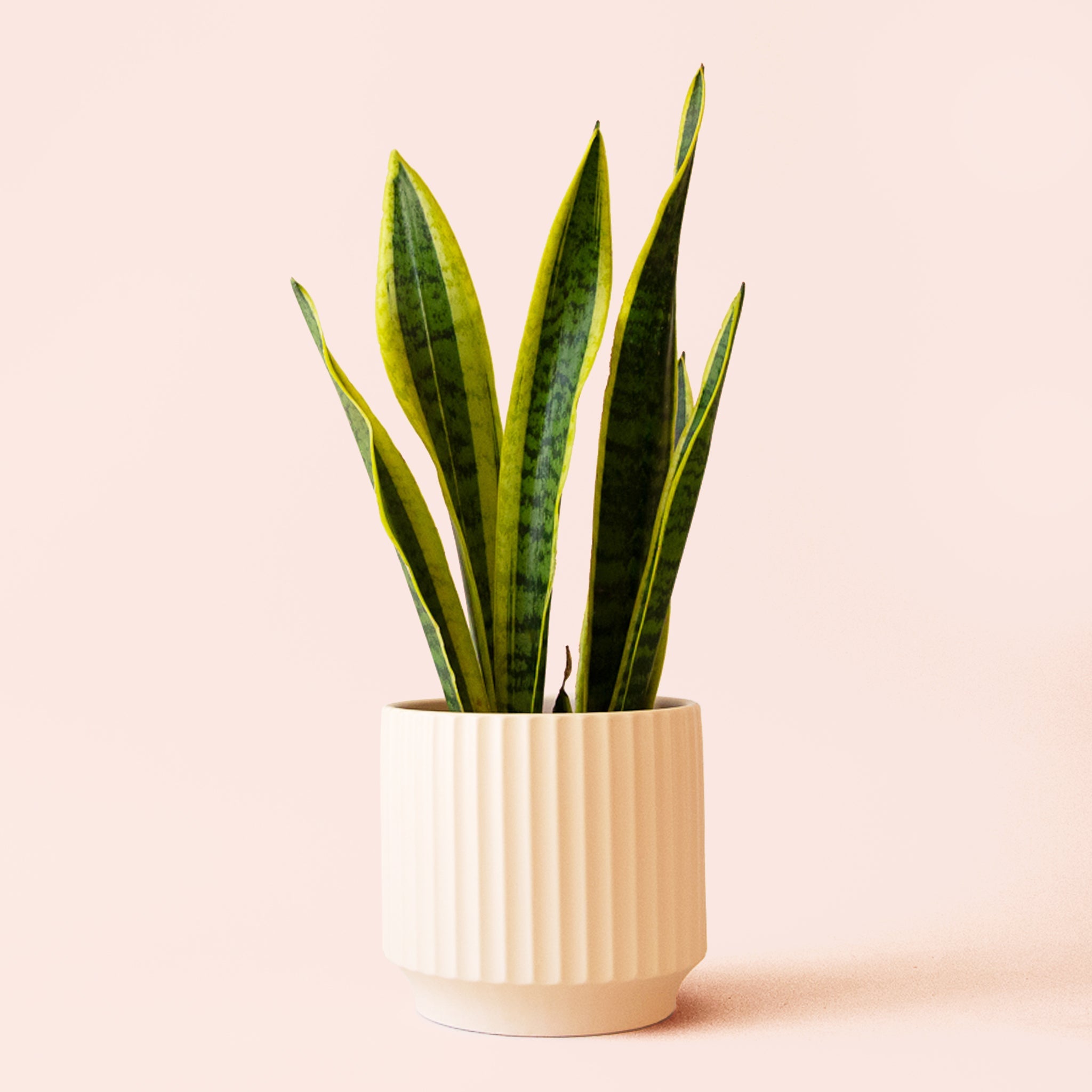 Sansevieria Laurentii - Thumbnail 3