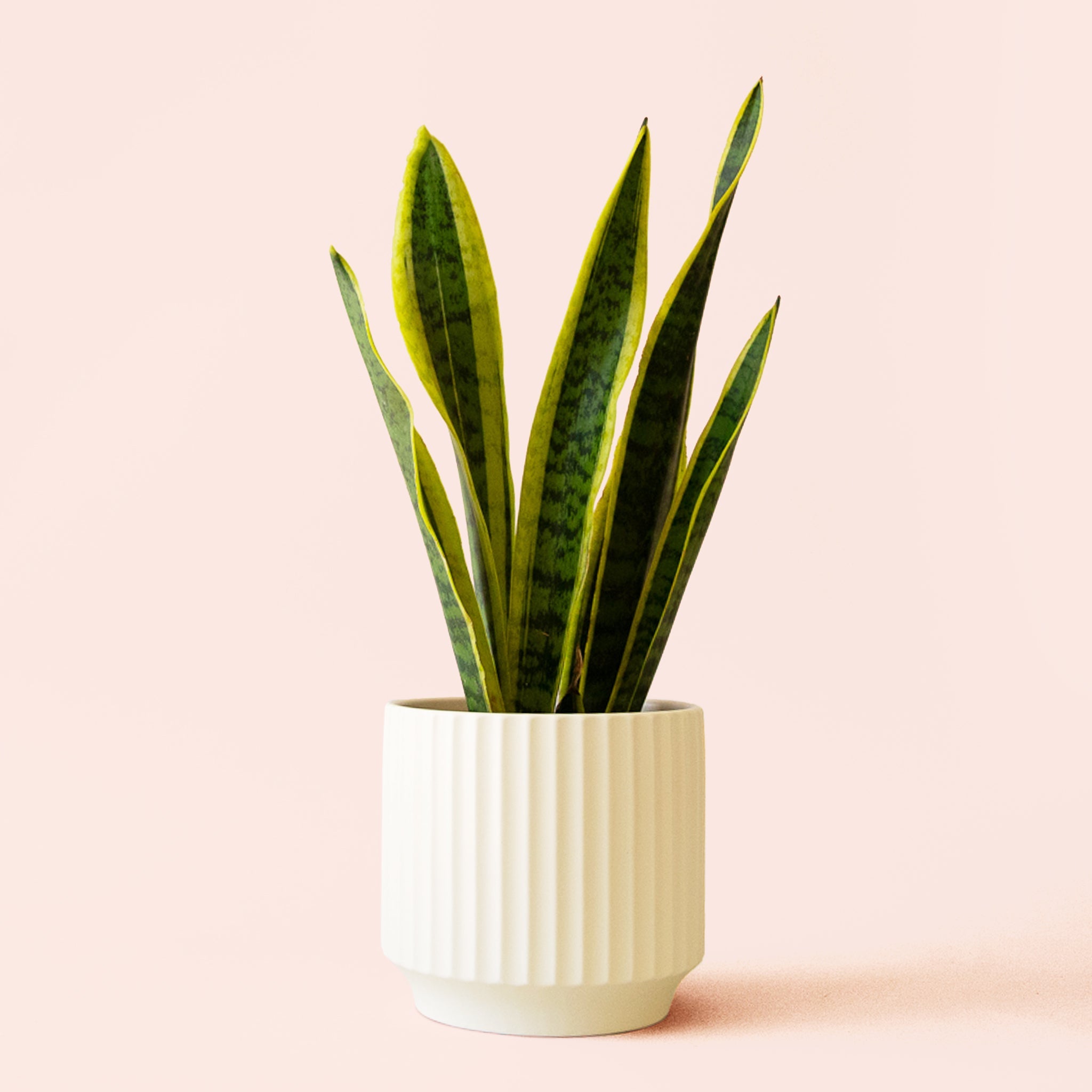 sansevieria laurenti Sansevieria