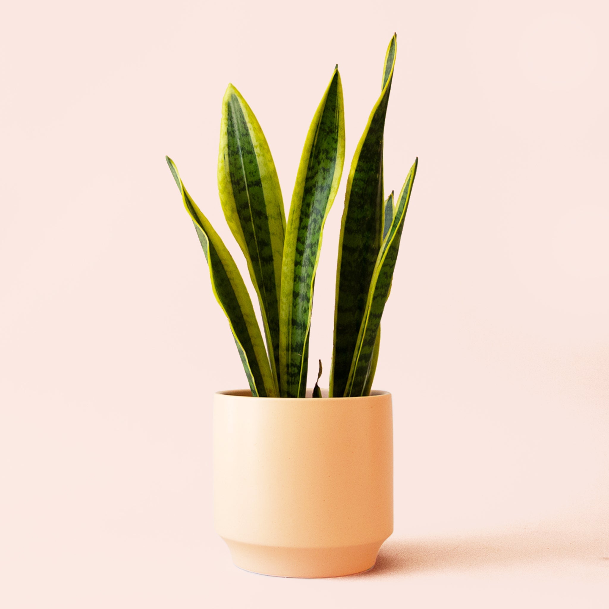 sansevieria color Sansevieria