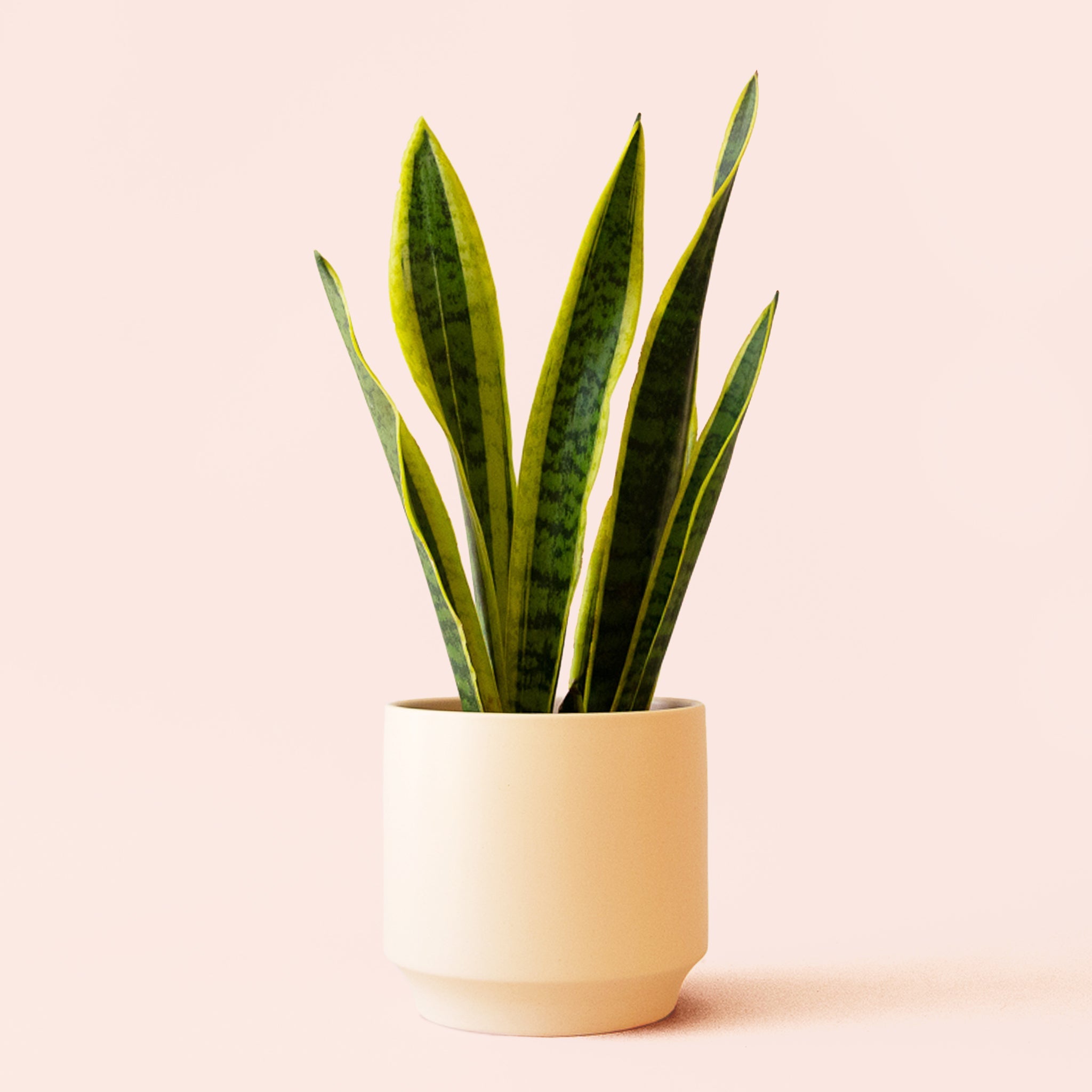 snake plant with white pot Sansevieria