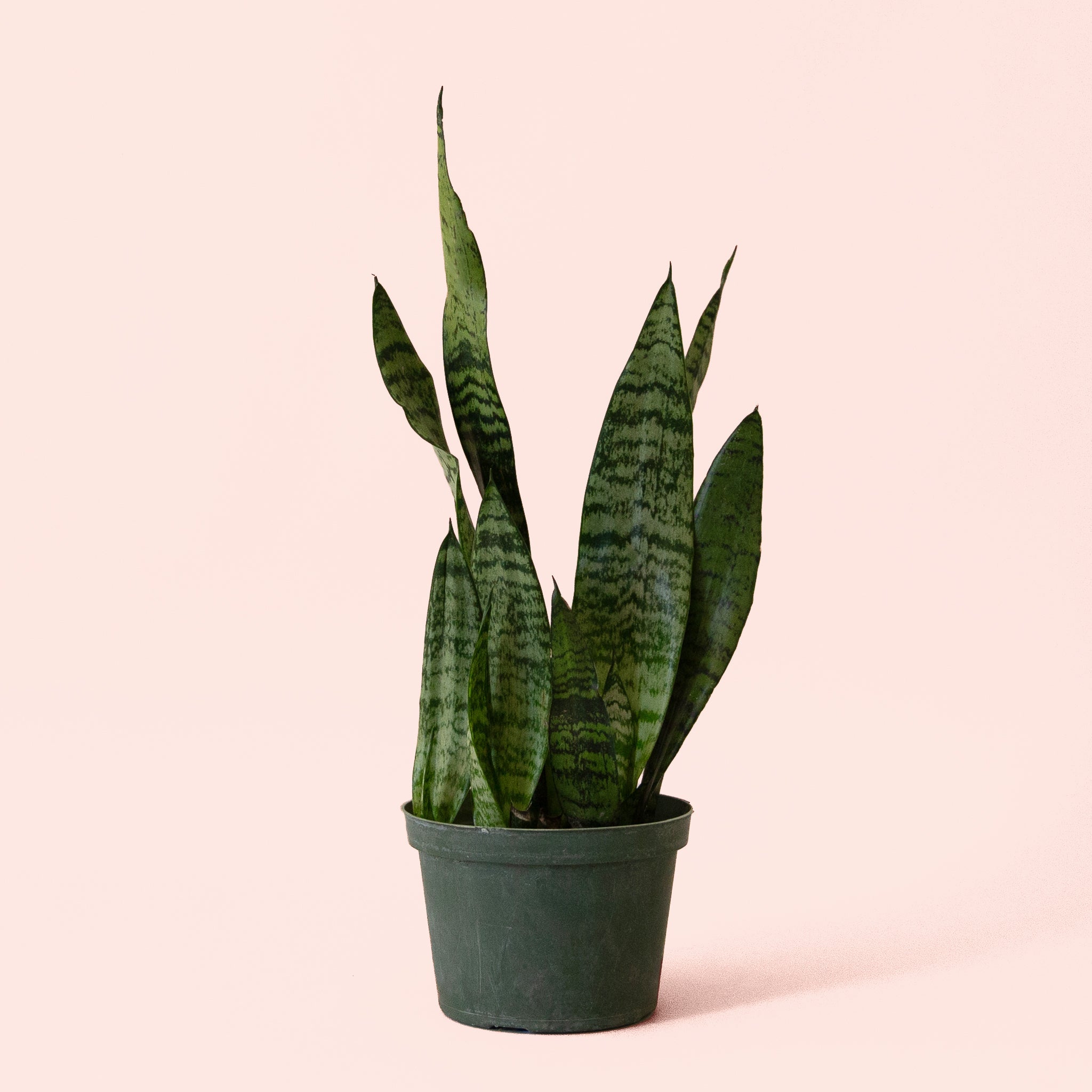 sansevieria singularis Sansevieria