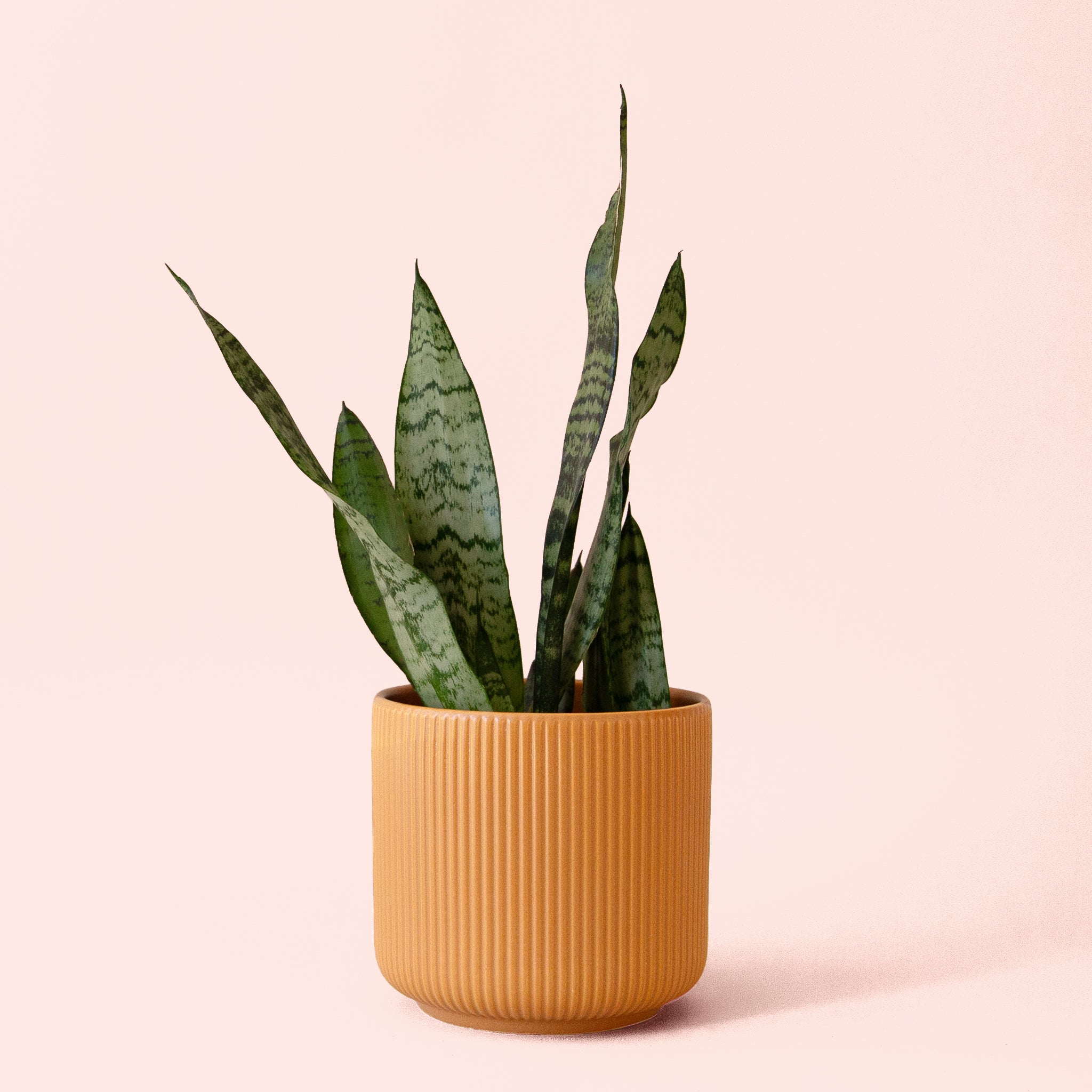 Pigment Sansevieria Zeylanica - Thumbnail 3