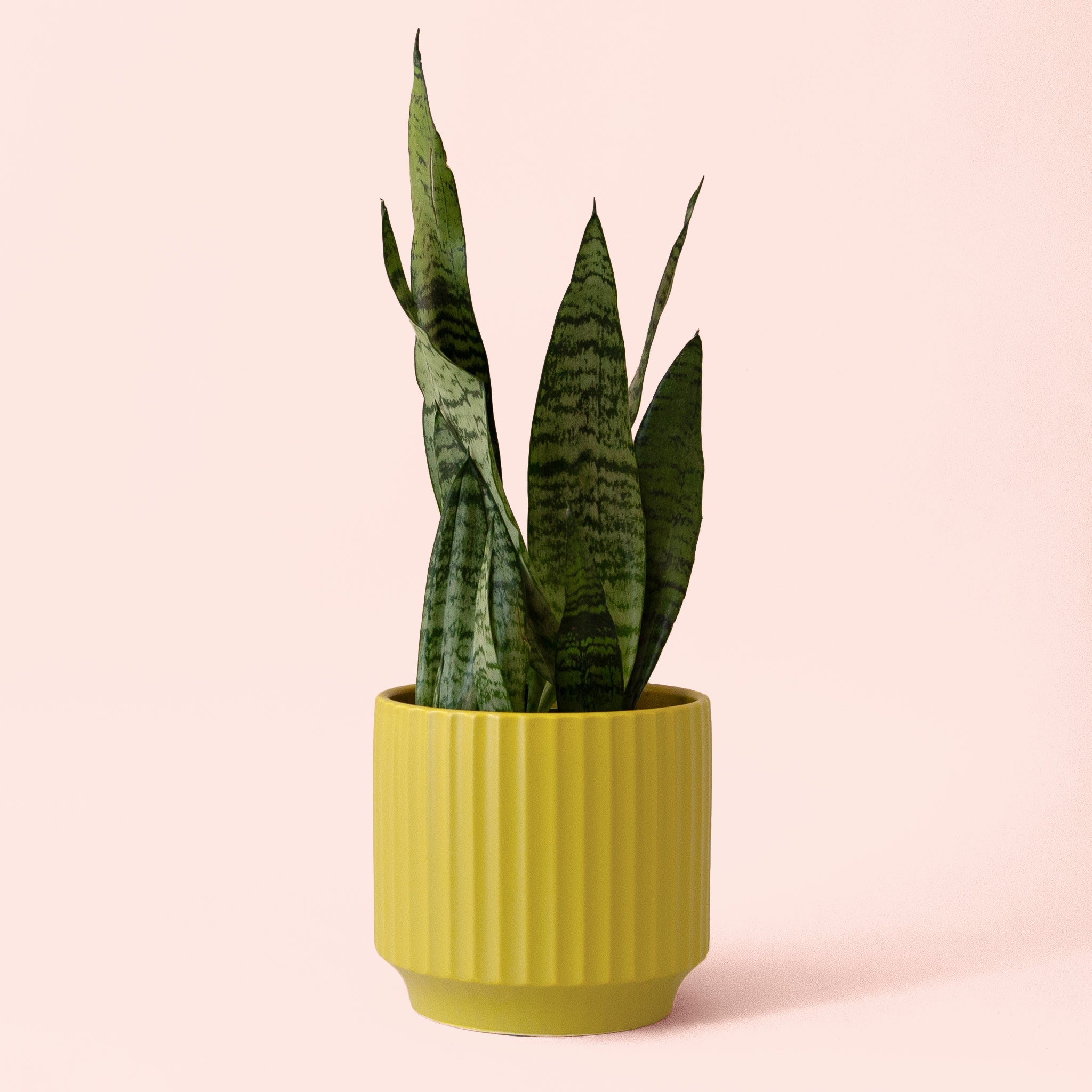 sansevieria sunshine Sansevieria