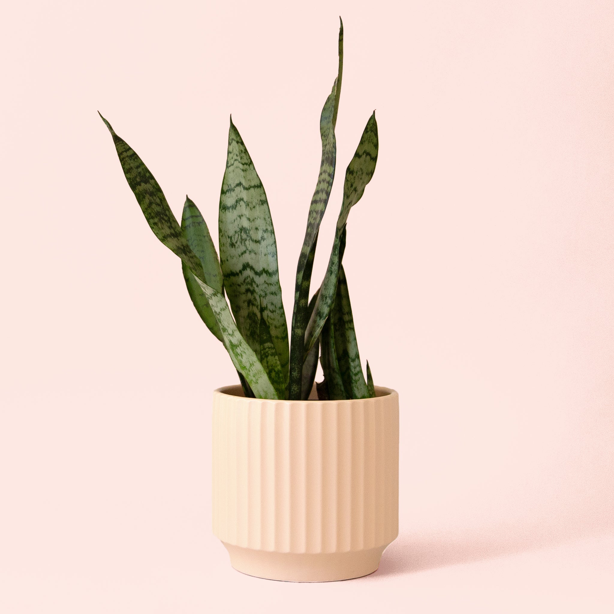 Pigment Sansevieria Zeylanica - Thumbnail 5