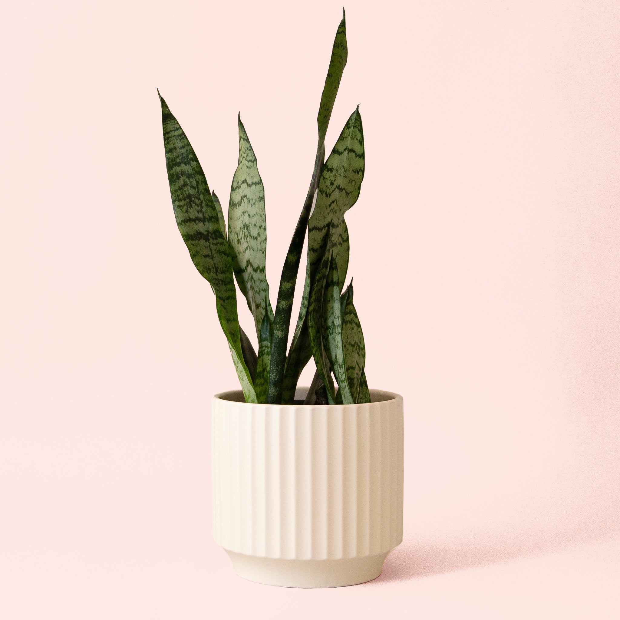 Pigment Sansevieria Zeylanica