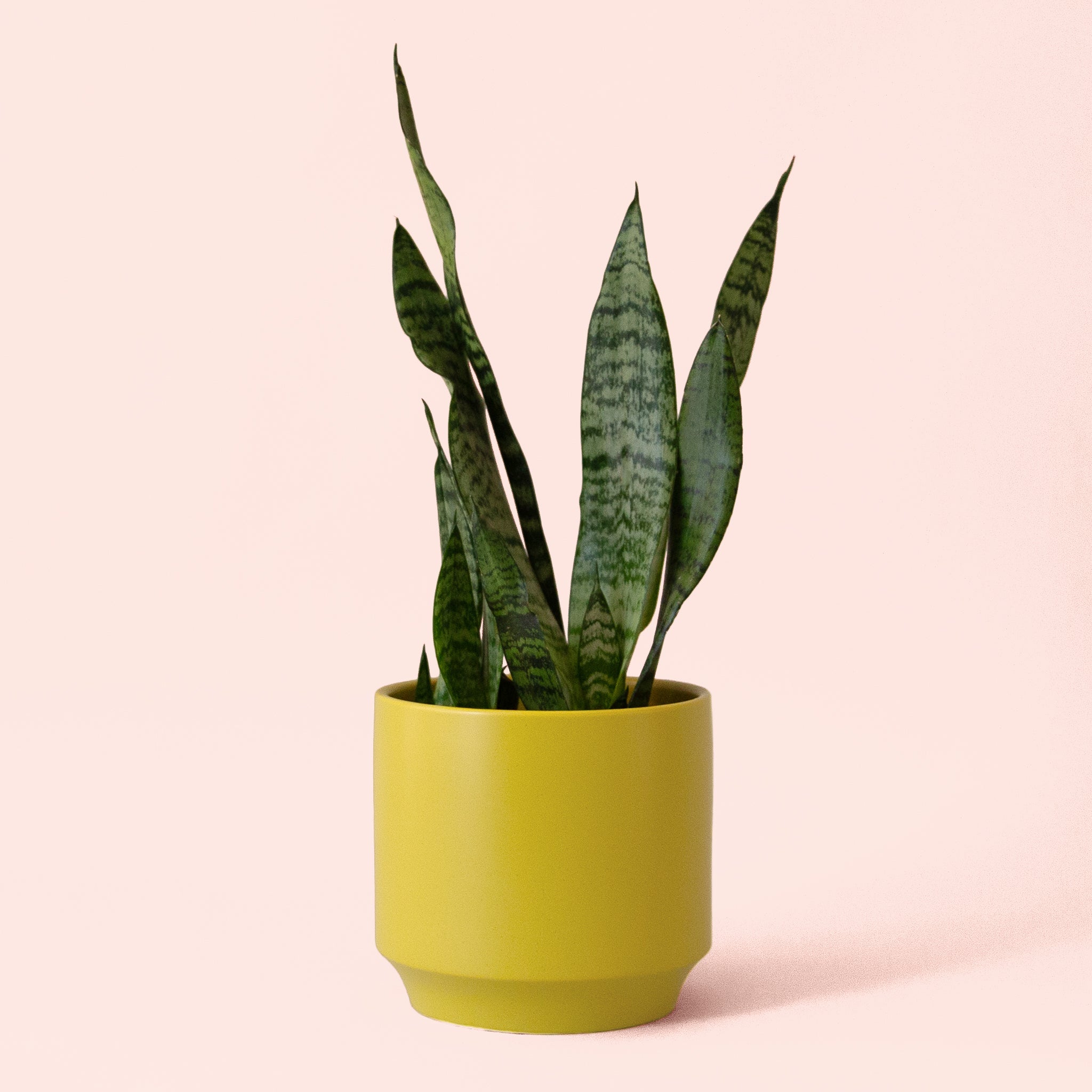 snake plant the sill Sansevieria