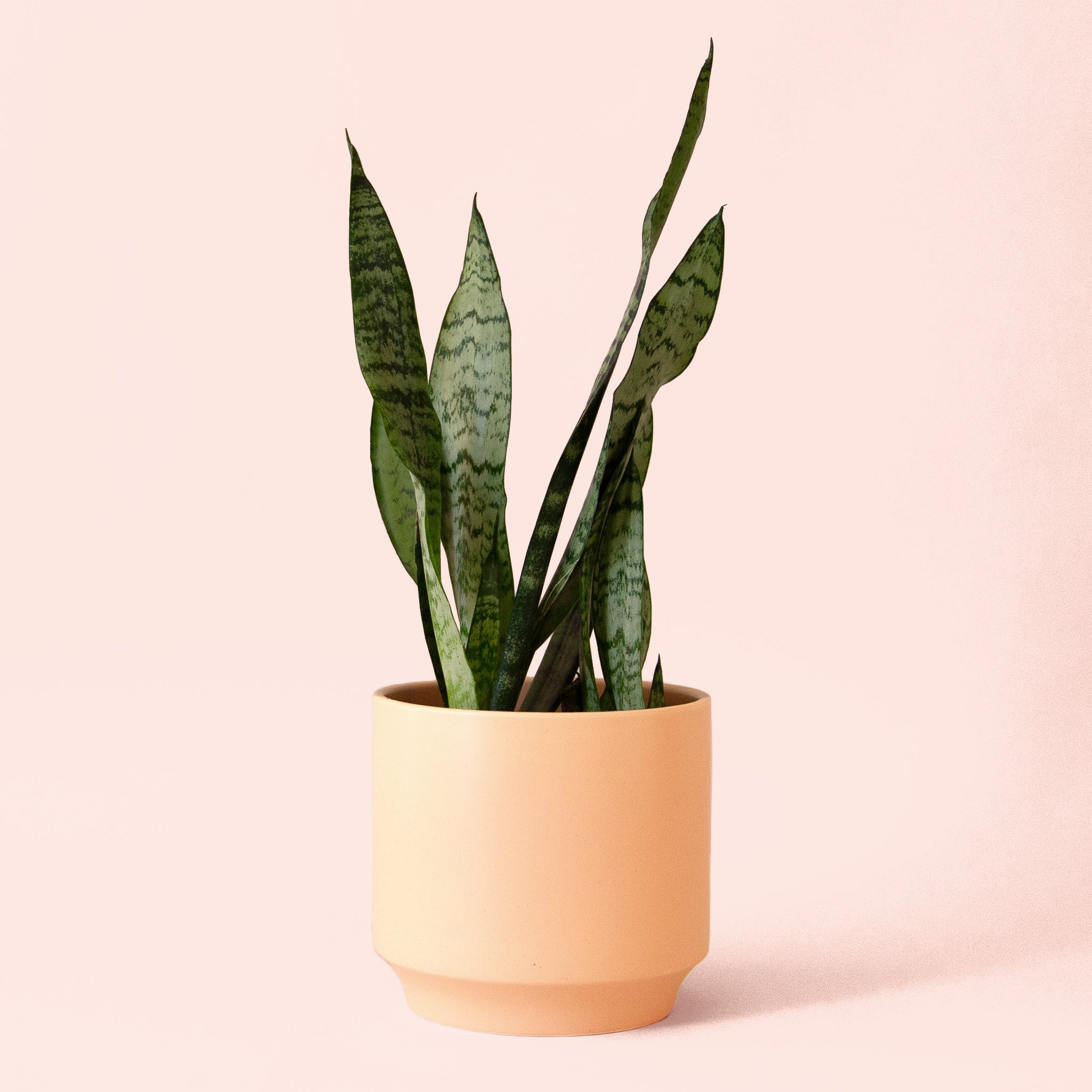 sansevieria sunrise Sansevieria