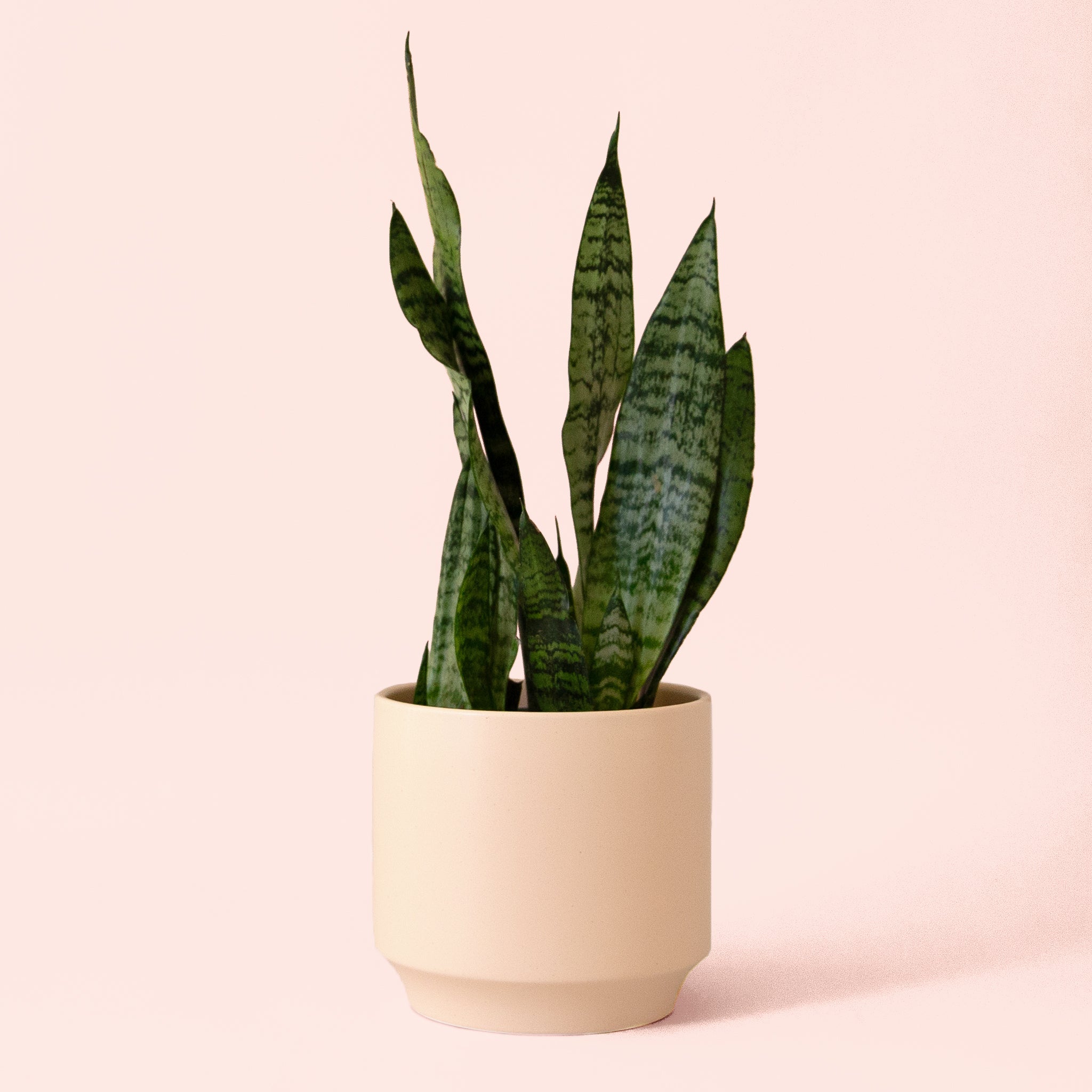 Pigment Sansevieria Zeylanica - Thumbnail 5