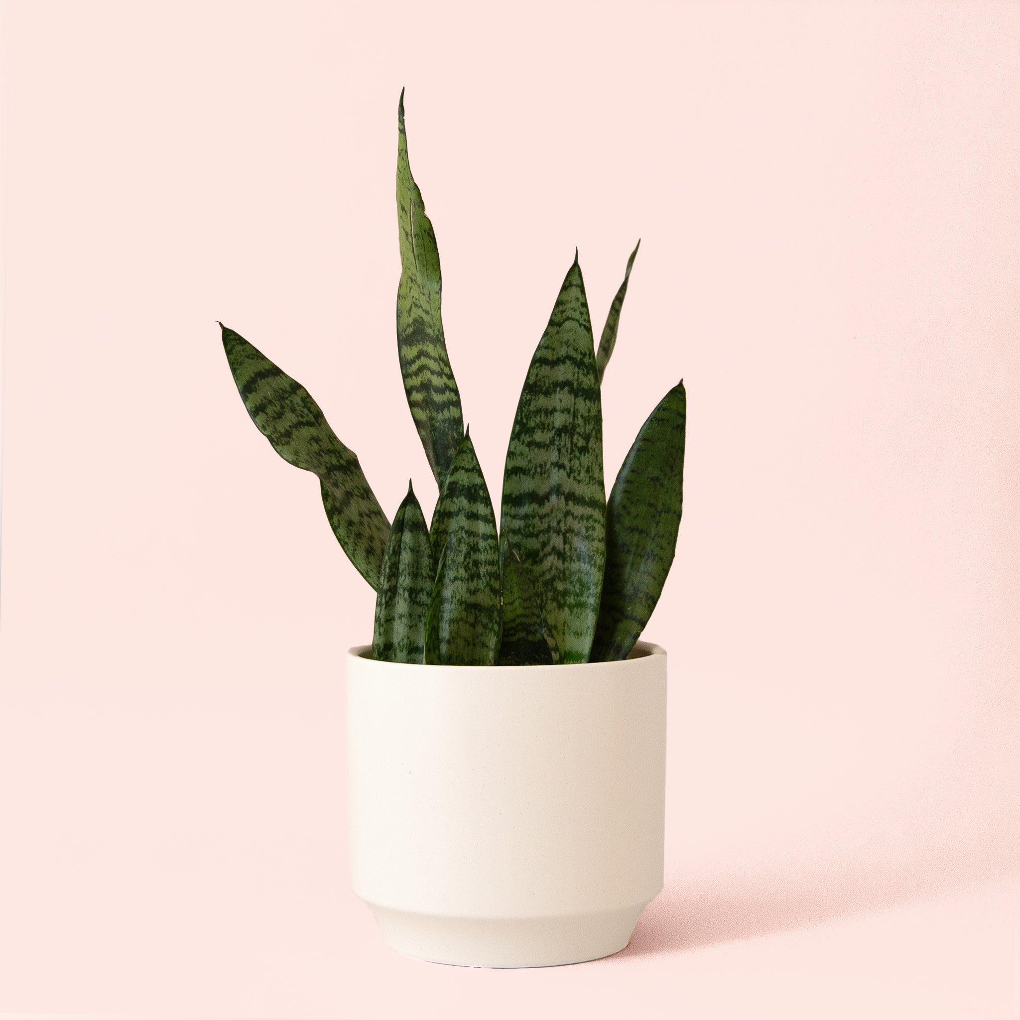 pale sansevieria Sansevieria