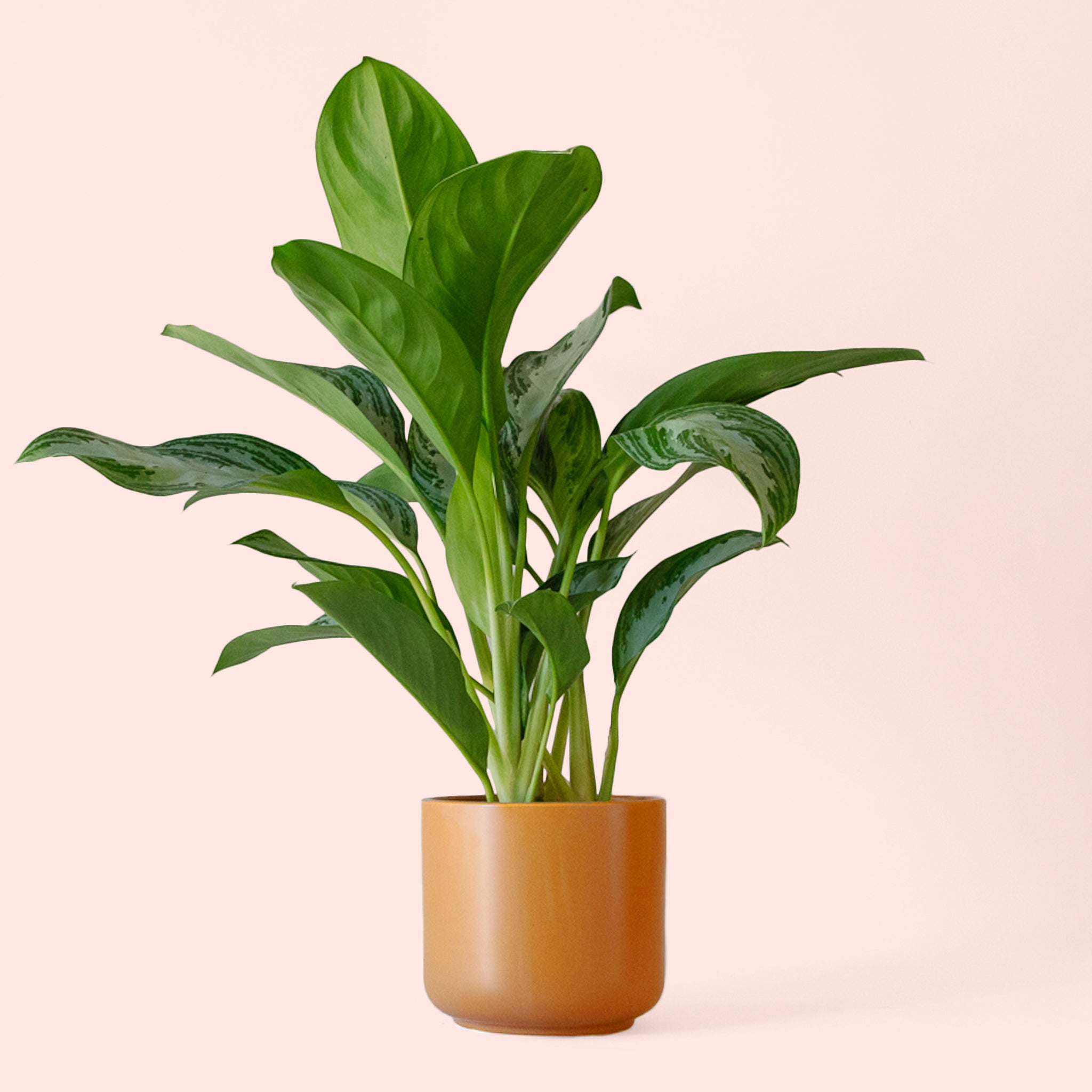 aglaonema silver bay size Aglaonema
