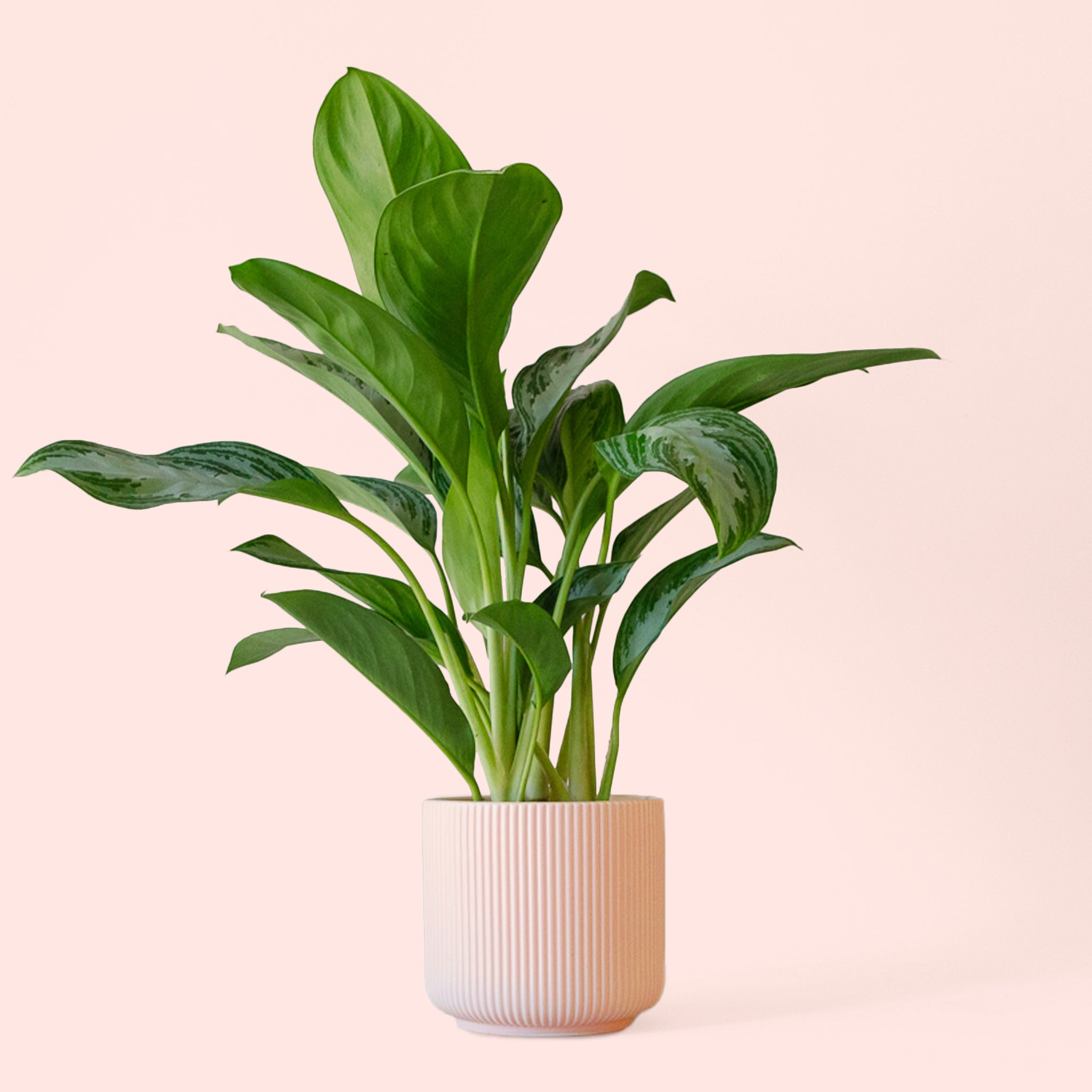 aglaonema peace lily Aglaonema