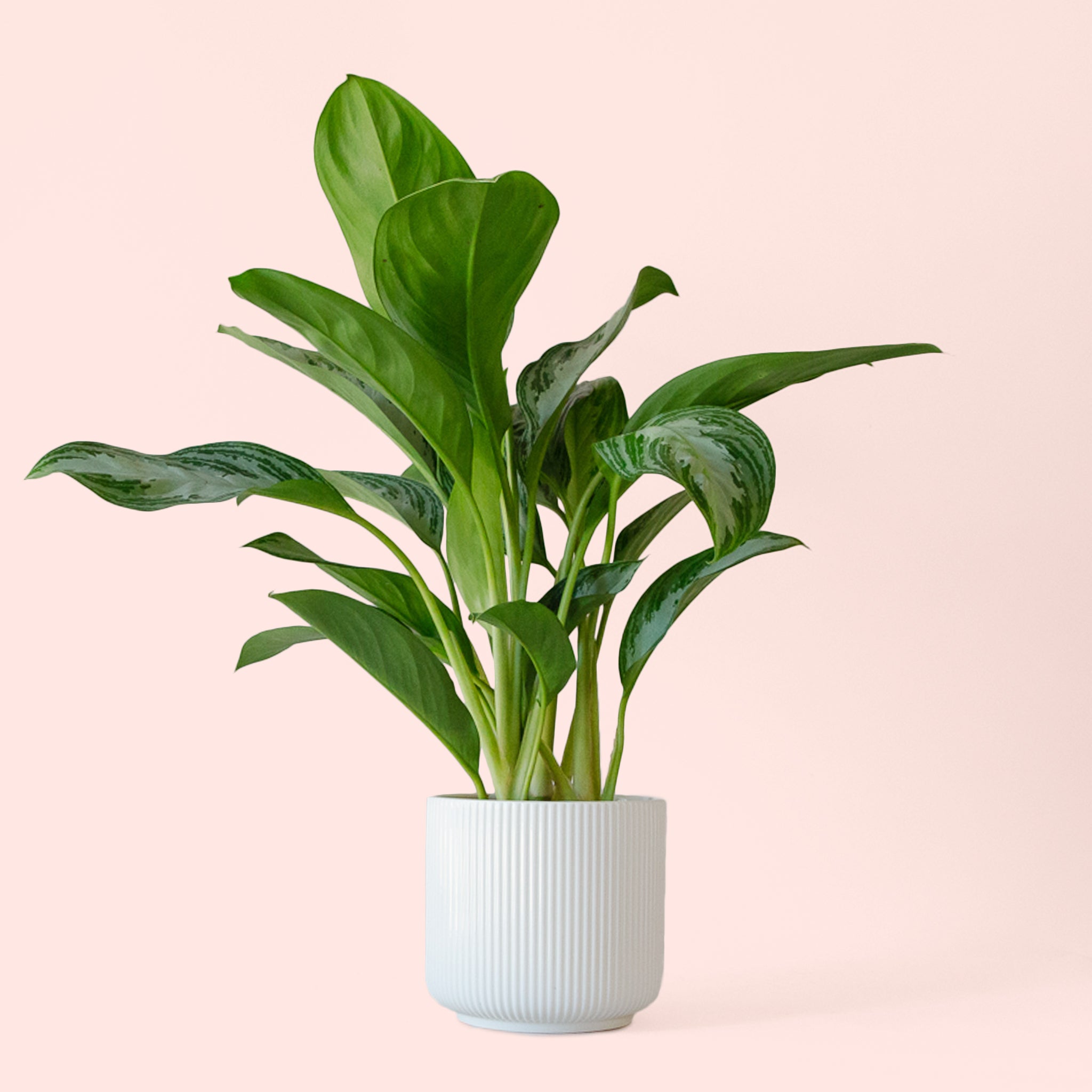 aglaonema commutatum vase life Aglaonema