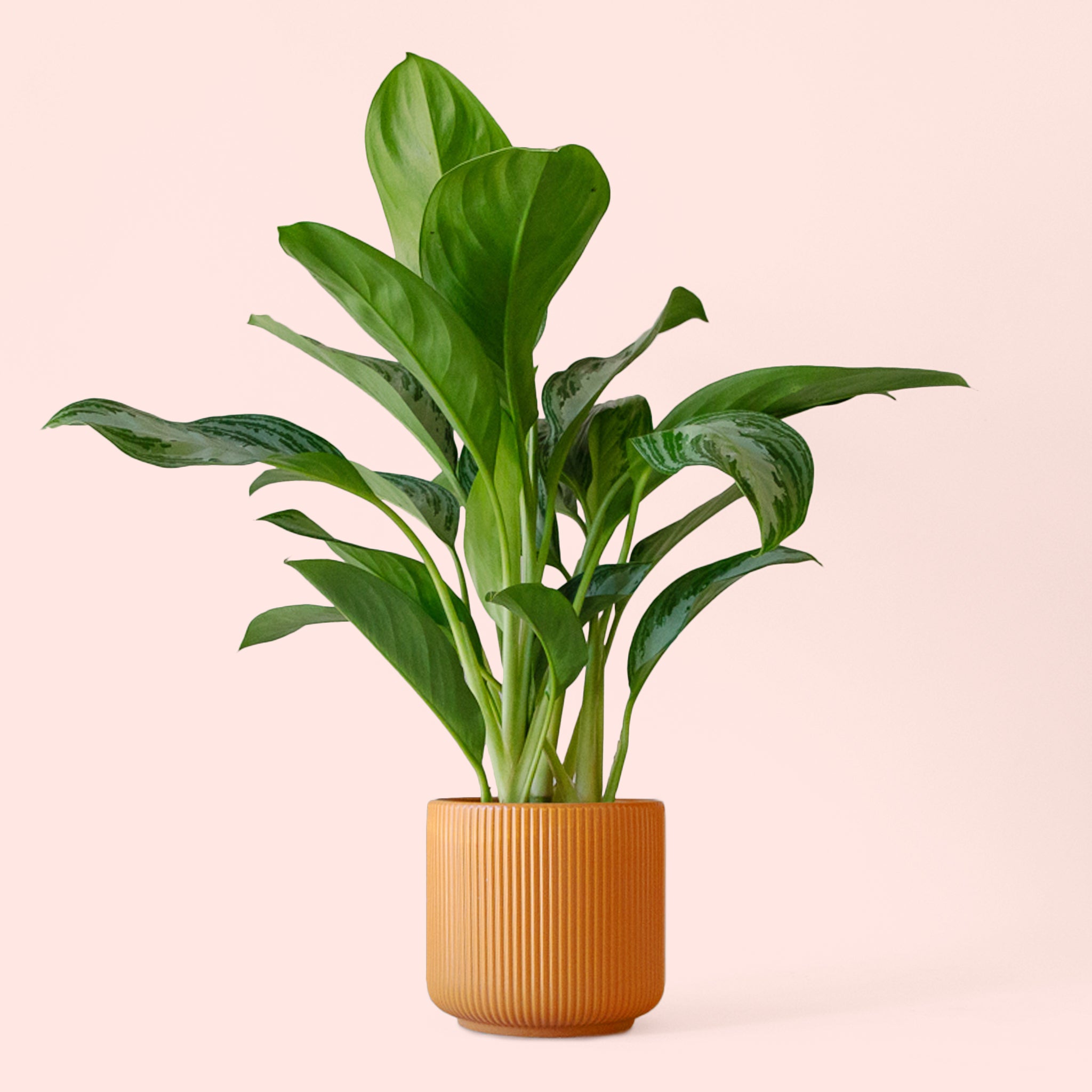 aglaonema indoor Aglaonema