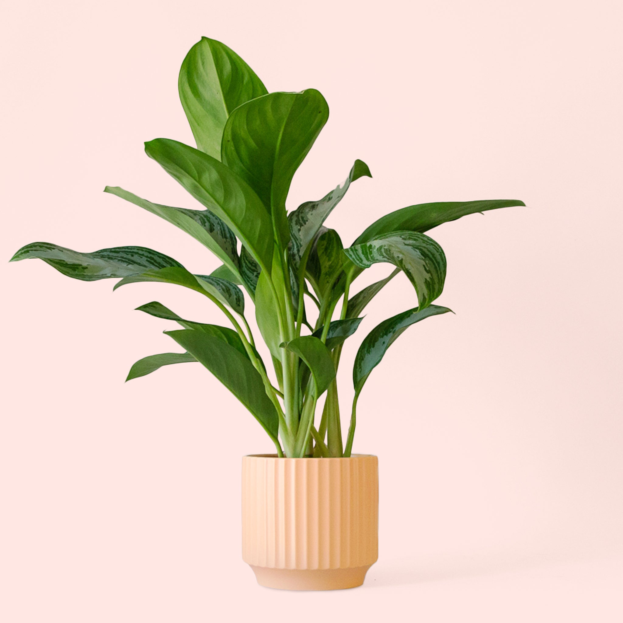 moonlight bay aglaonema Aglaonema