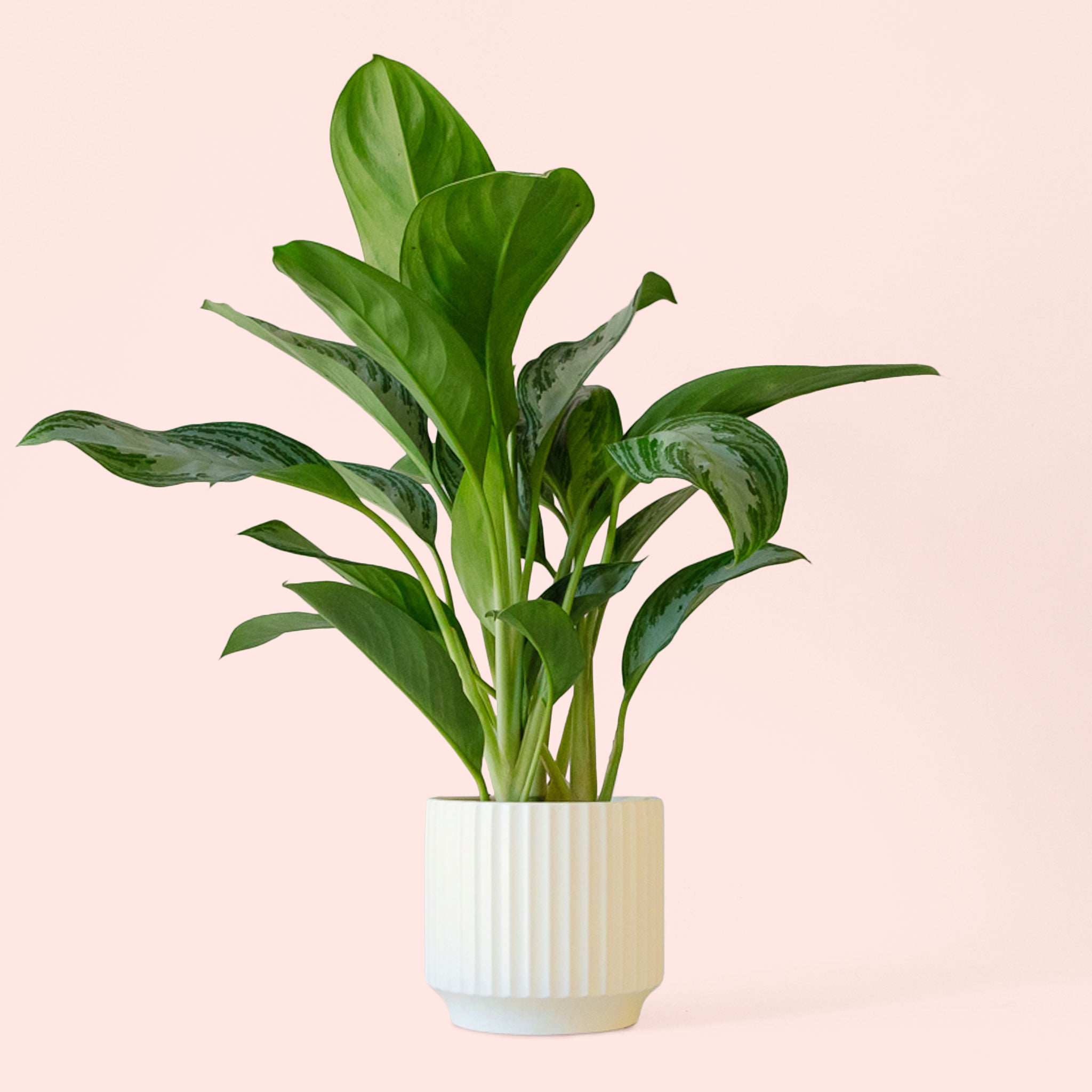 aglaonema 'silver bay Aglaonema
