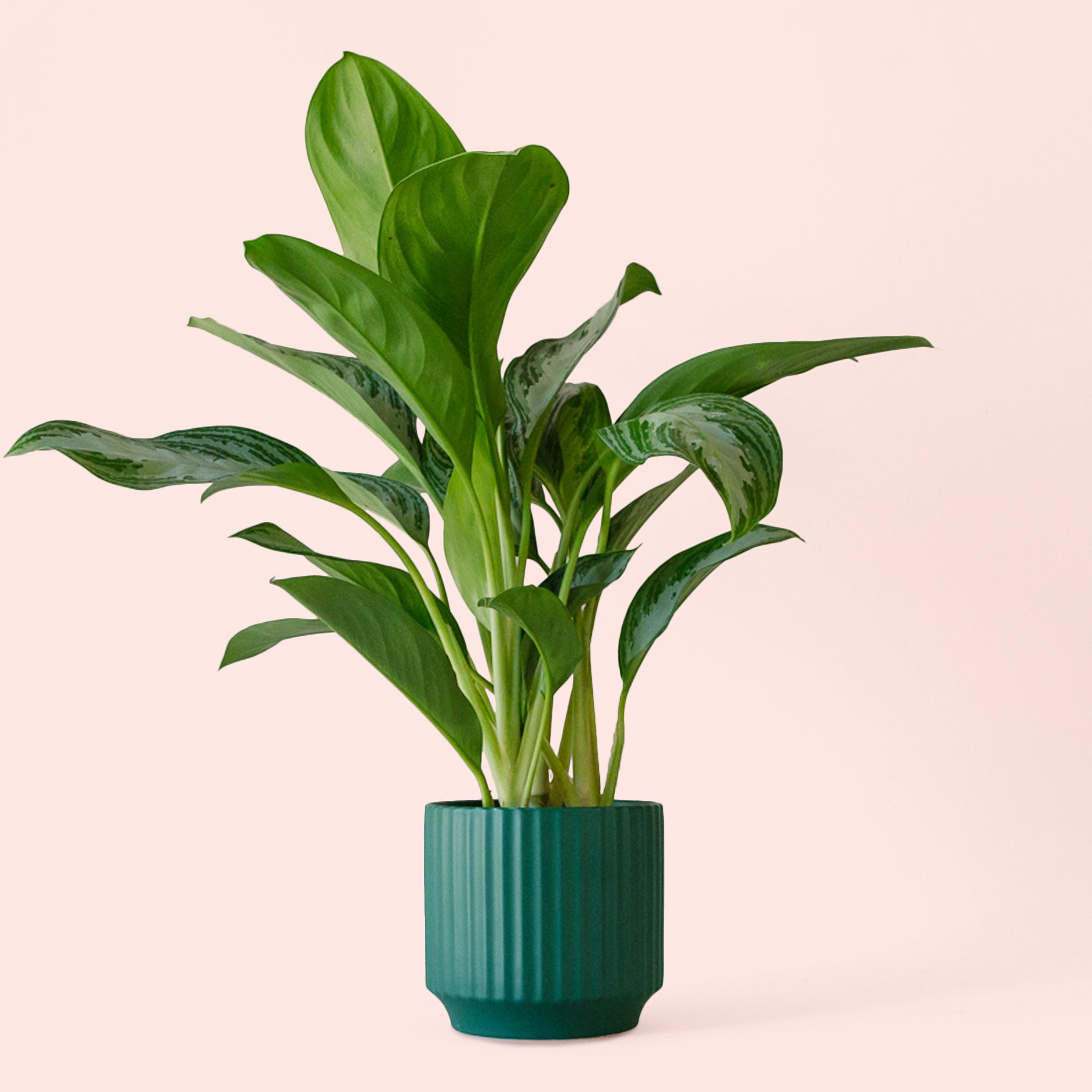 aglaonema silver bay poisonous Aglaonema