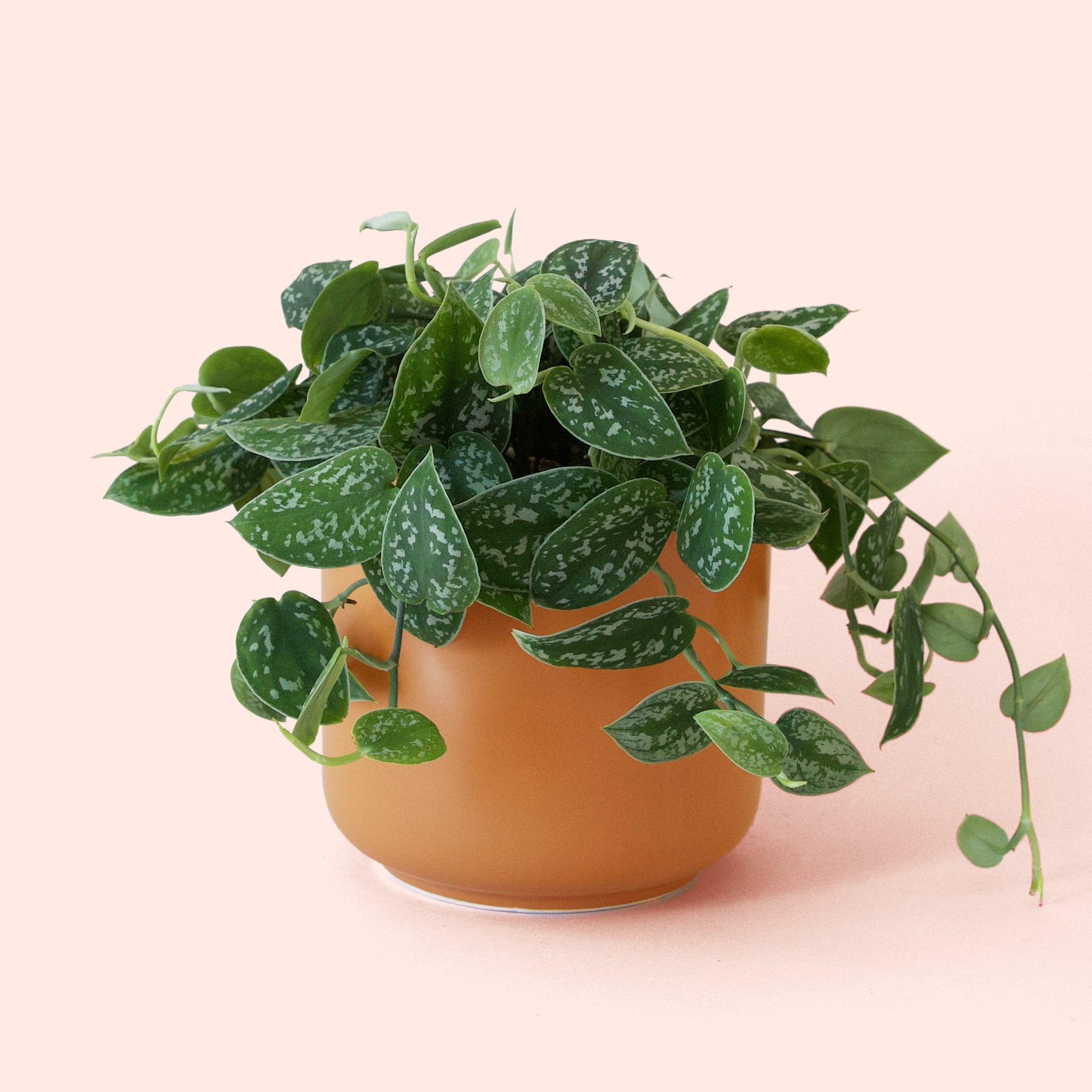 Pictus | Silver Splash - Thumbnail 5