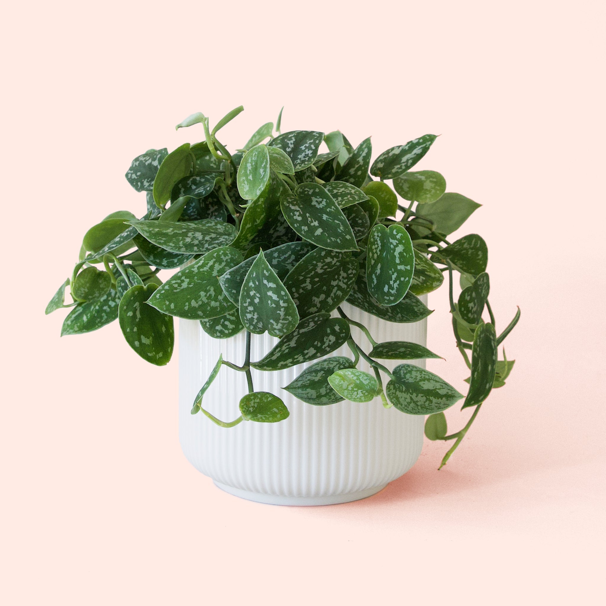 Pictus | Silver Splash - Thumbnail 4