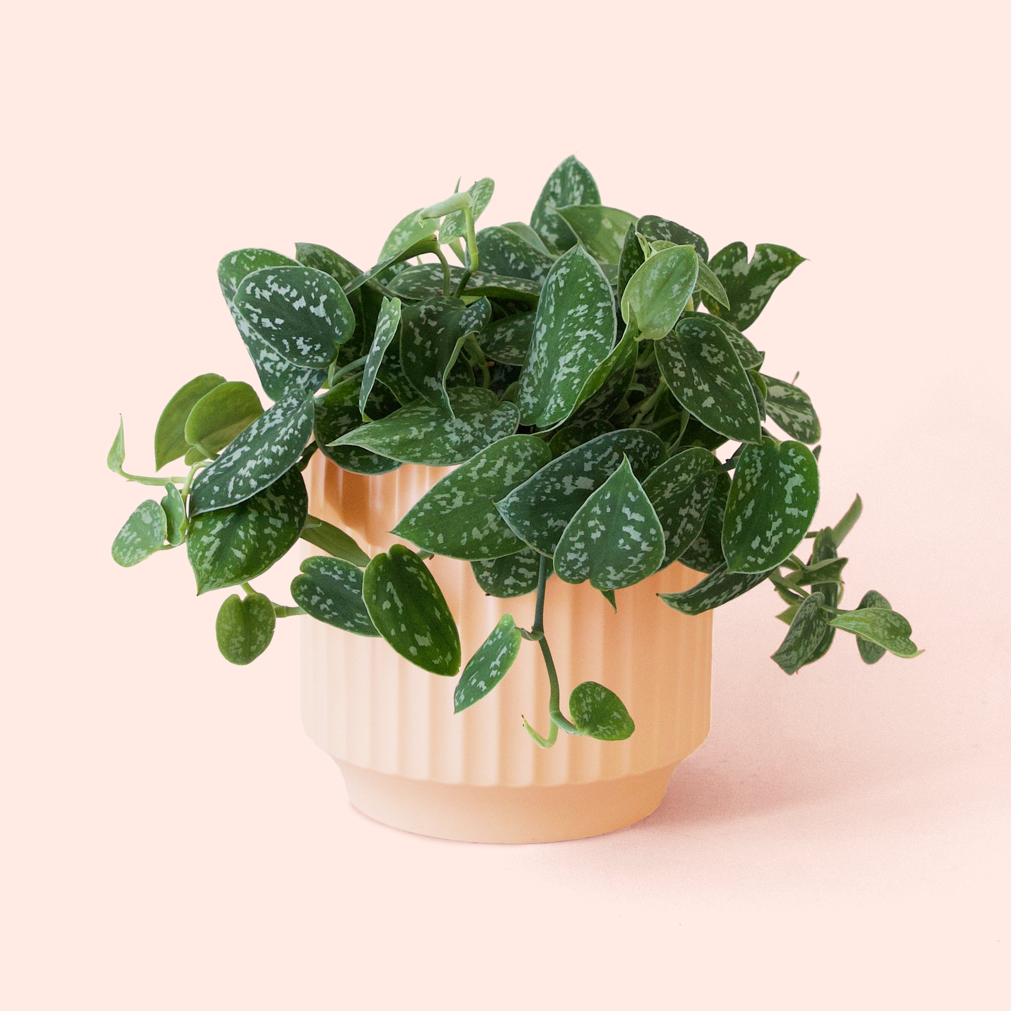 Pictus | Silver Splash - Thumbnail 3