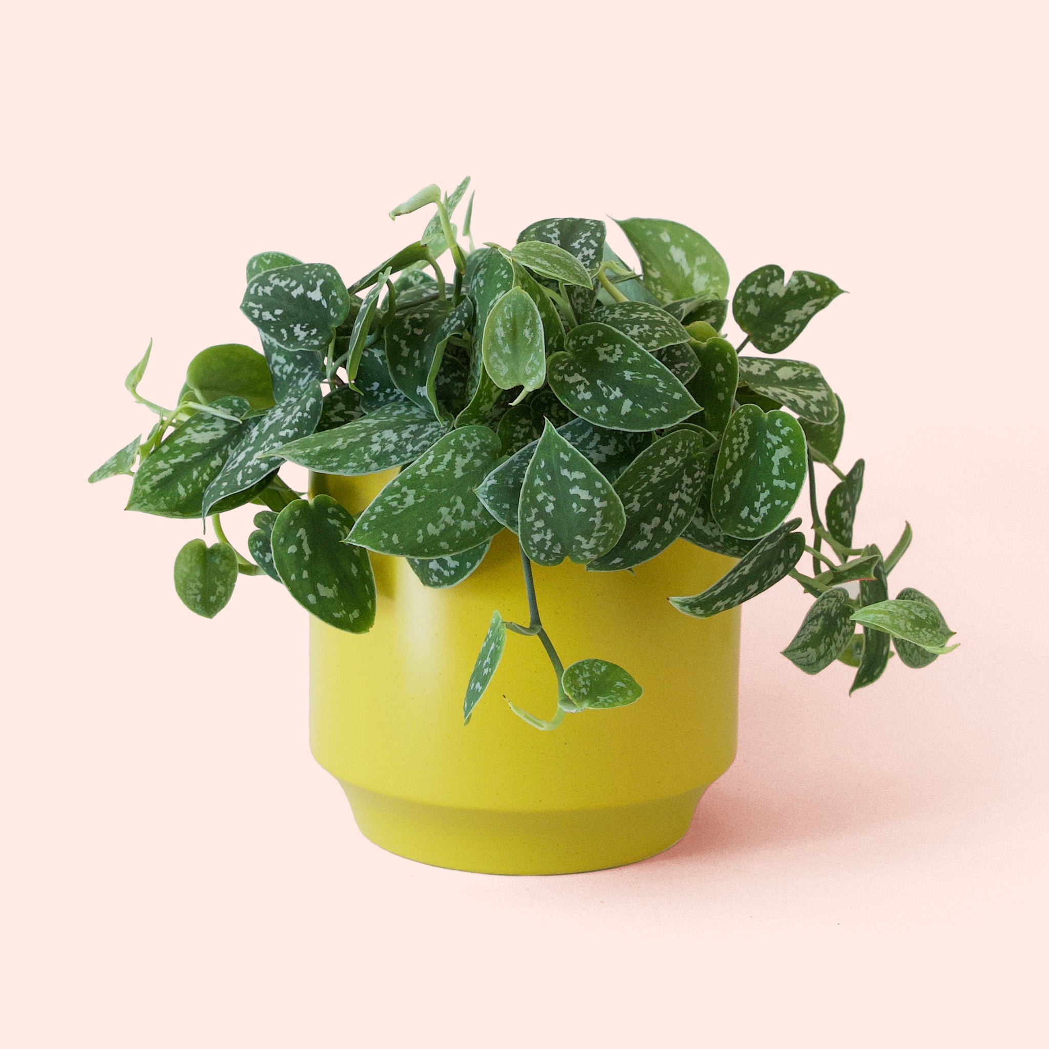 Pictus | Silver Splash - Thumbnail 2