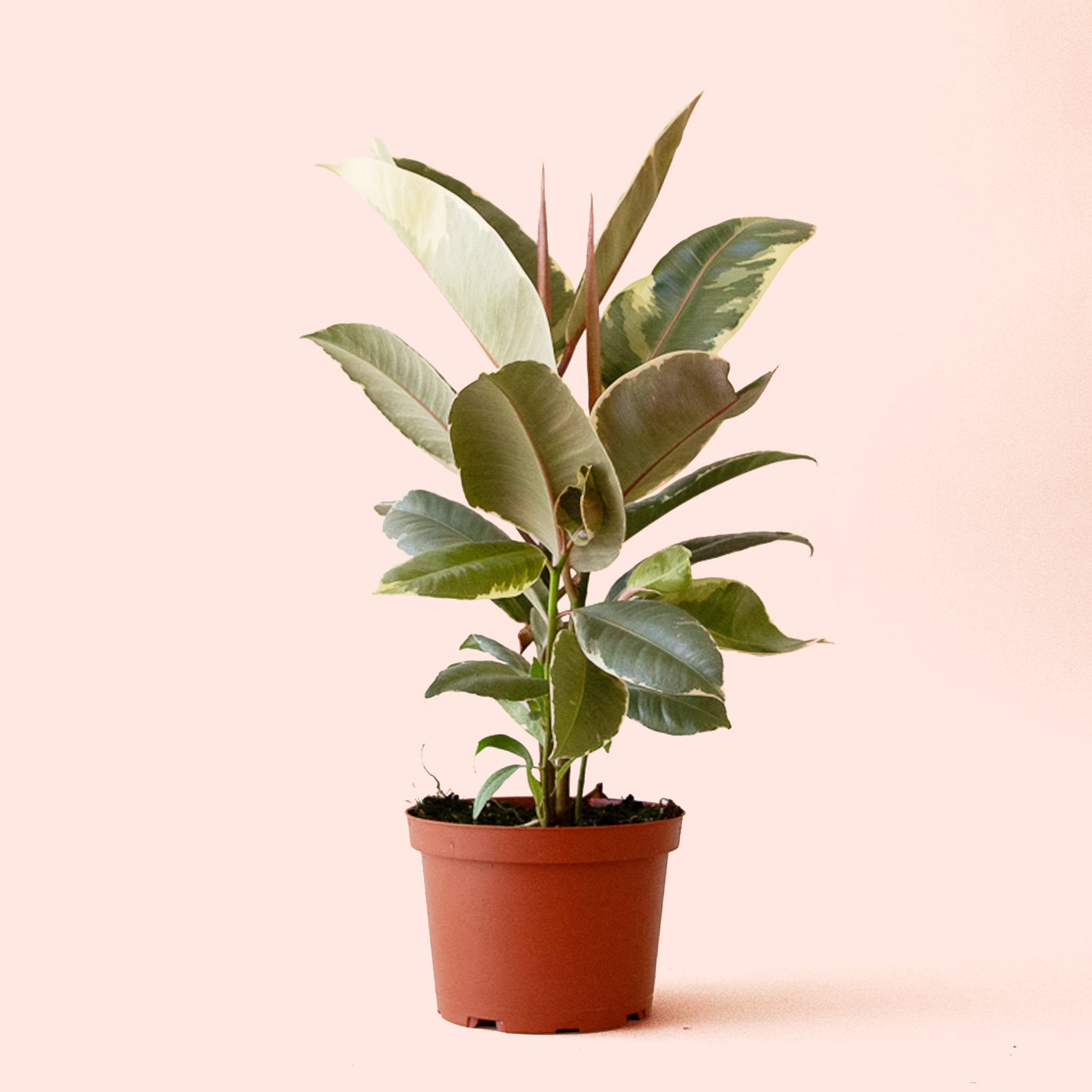 ficus elastica tineke 60cm house plants delivered Ficus Elastica