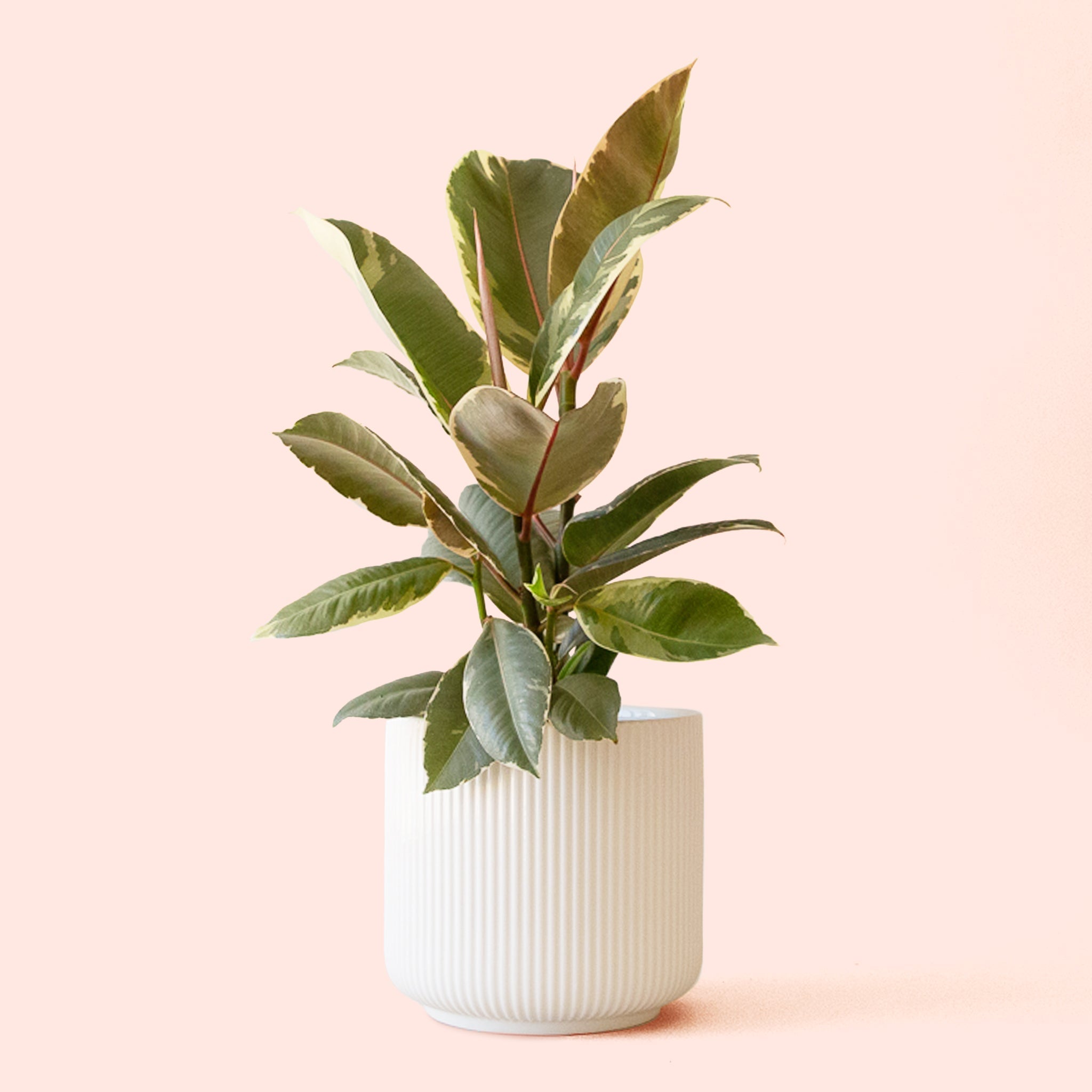 Pigment Ficus Elastica - Thumbnail 2