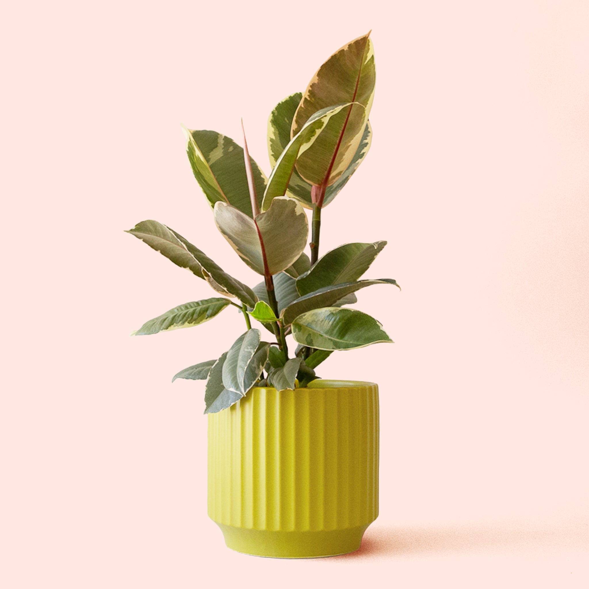 Pigment Ficus Elastica