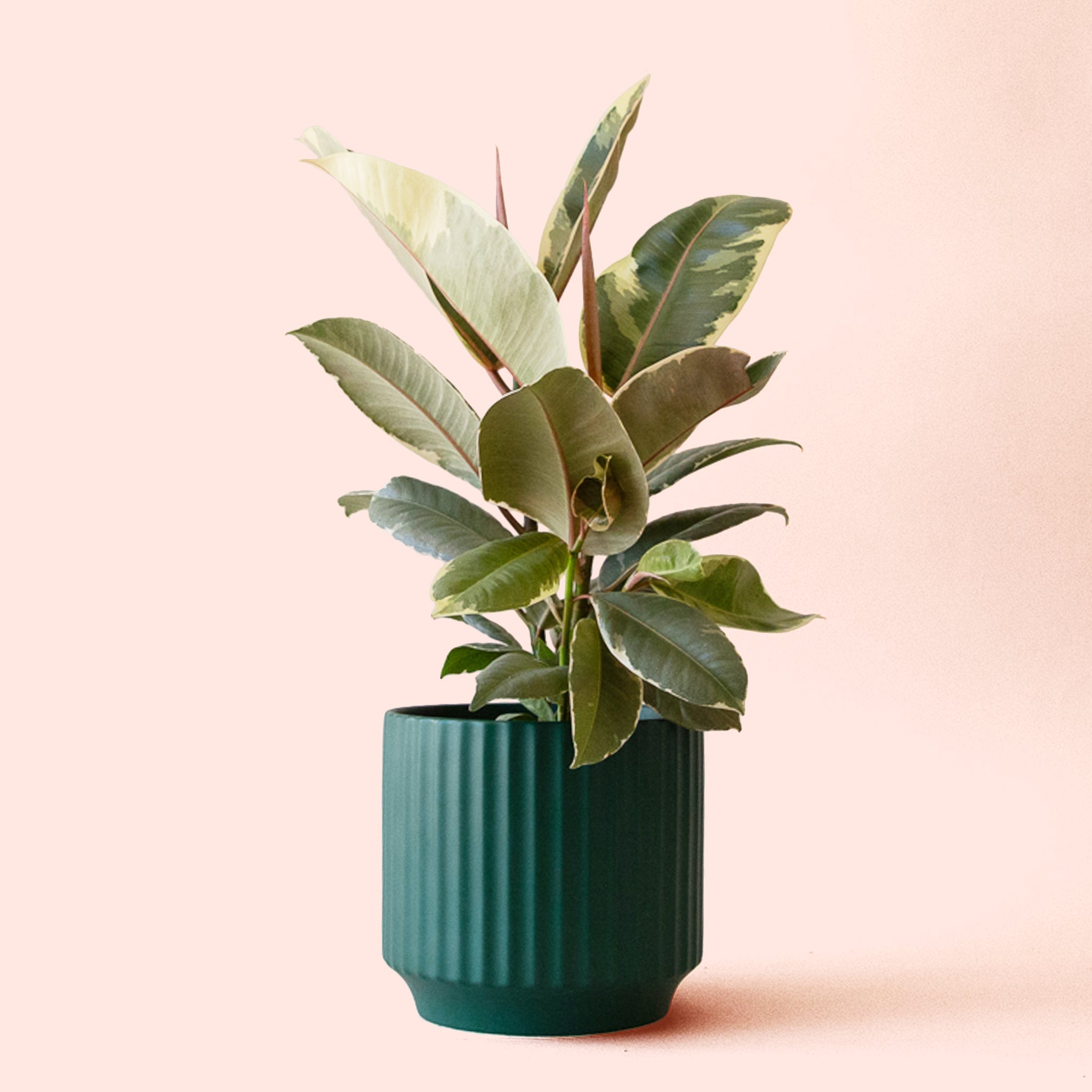 Pigment Ficus Elastica - Thumbnail 5