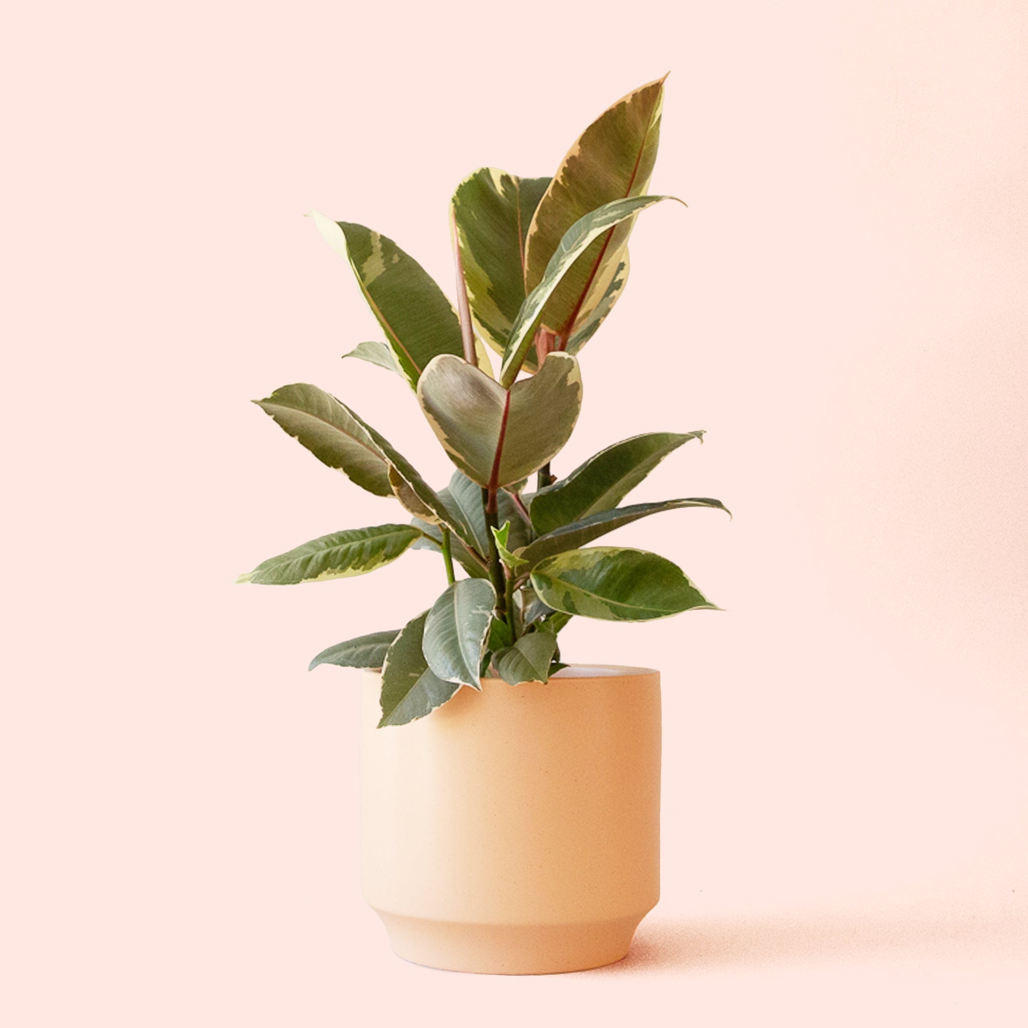 Pigment Ficus Elastica Tineke - Thumbnail 2