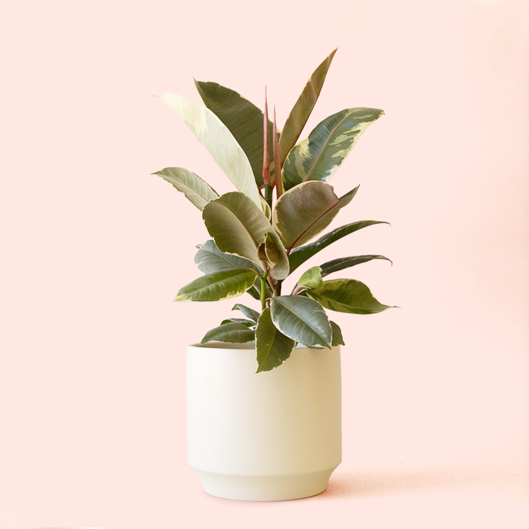 Pigment Ficus Elastica