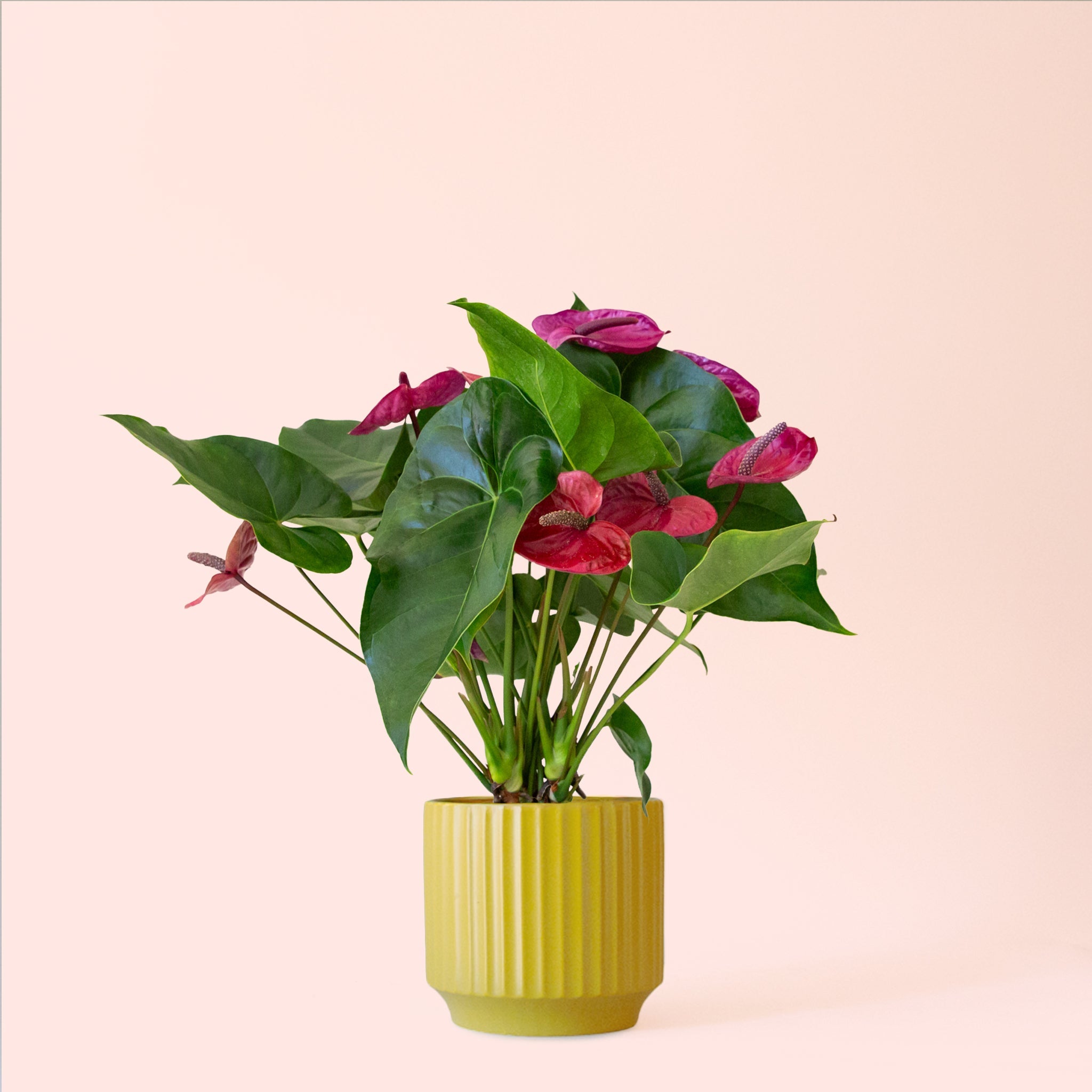 Anthurium Purple Utah - Thumbnail 2