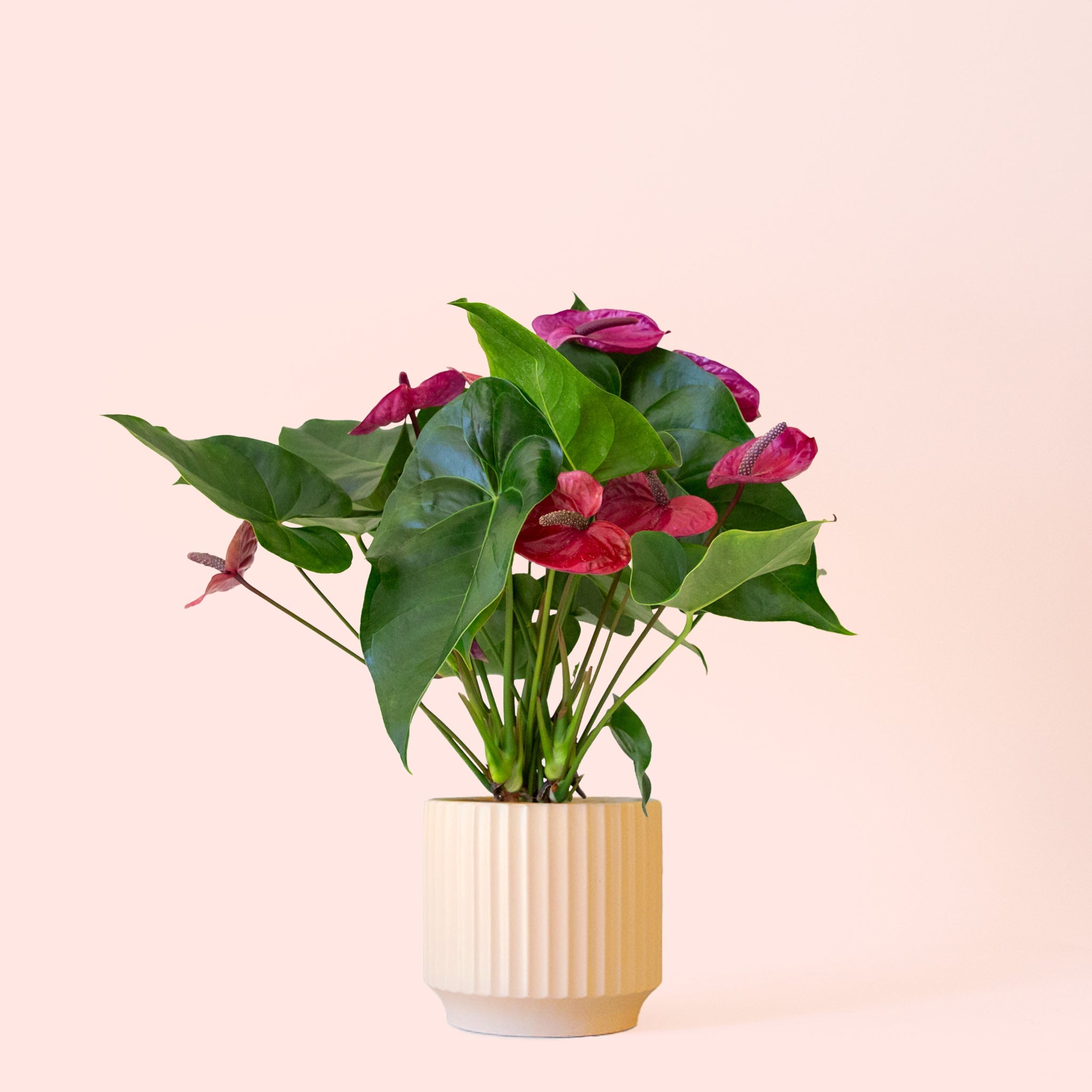 Anthurium Purple Utah