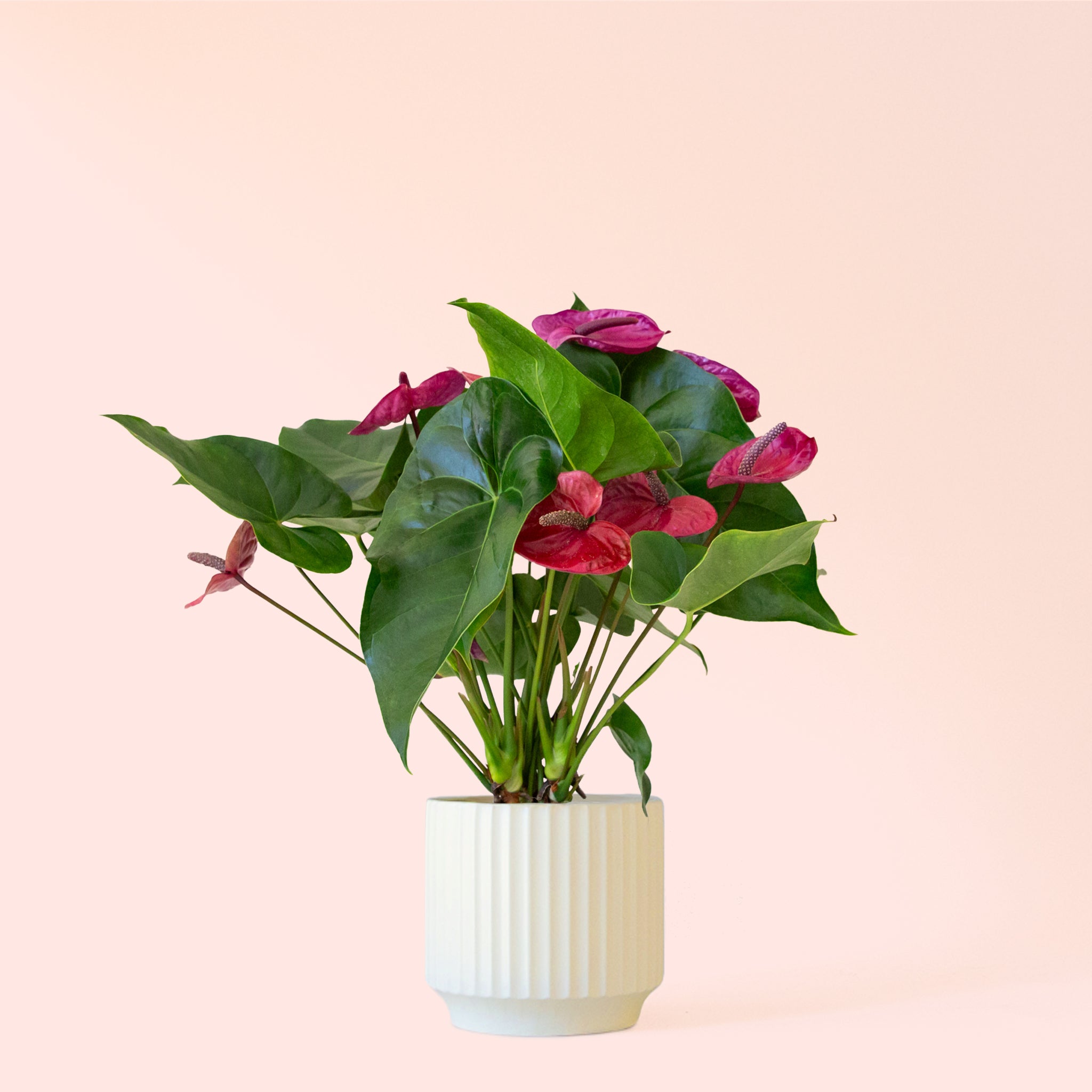 Anthurium Purple Utah - Thumbnail 3