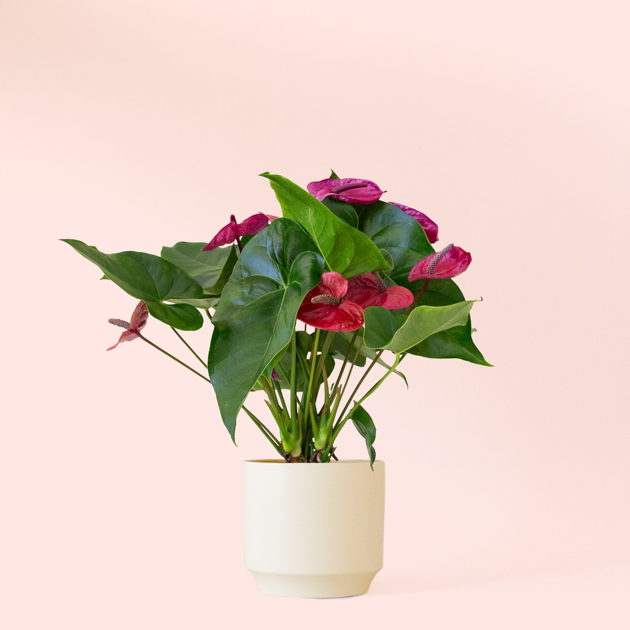 Anthurium Purple Utah - Thumbnail 5