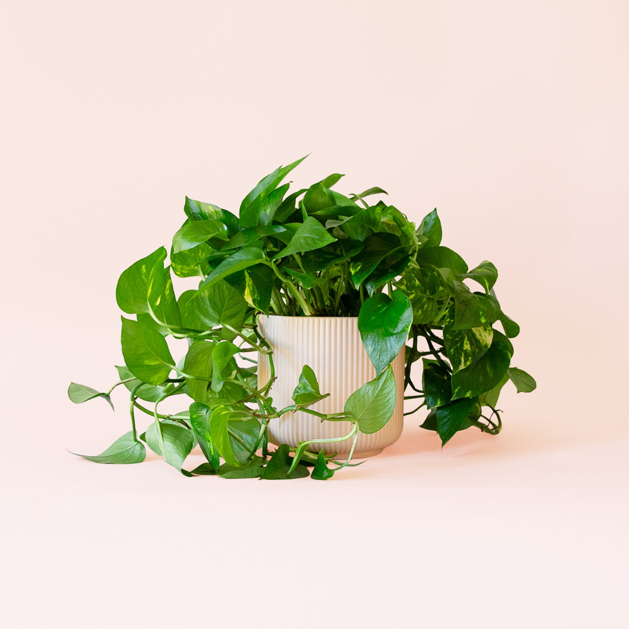 Pothos Variegated