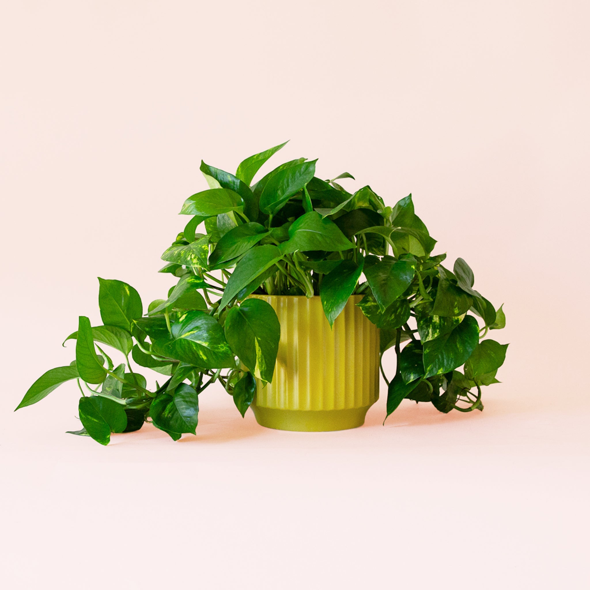 pothos leaf scar Pothos