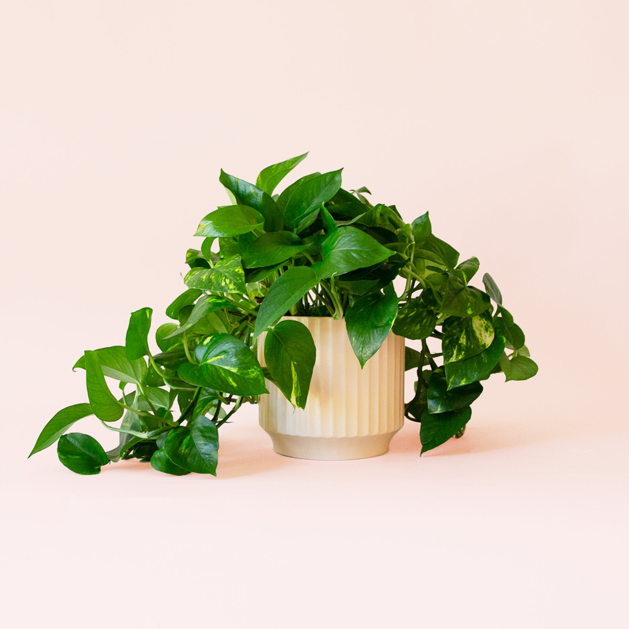 the sill pothos Pothos