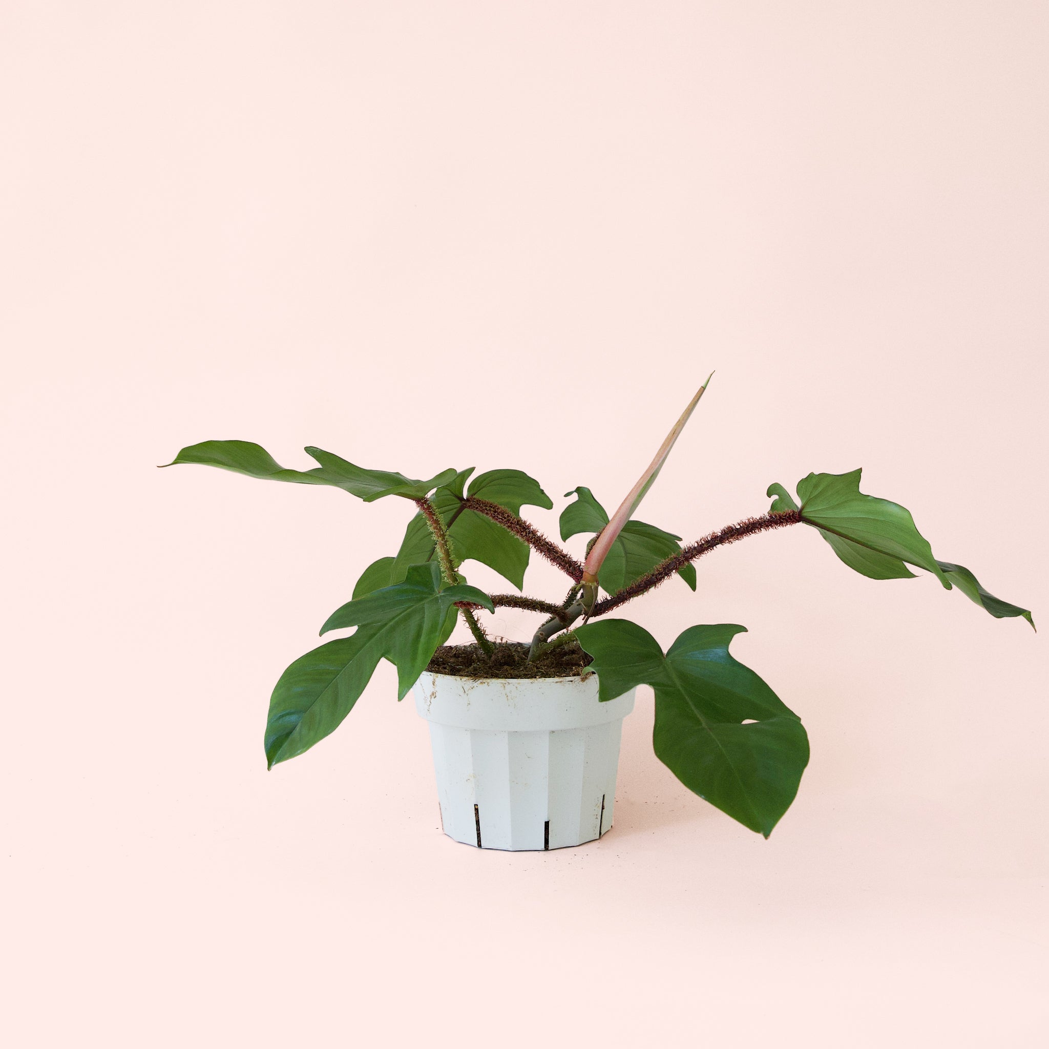 philodendron squamiferum growth Philodendron