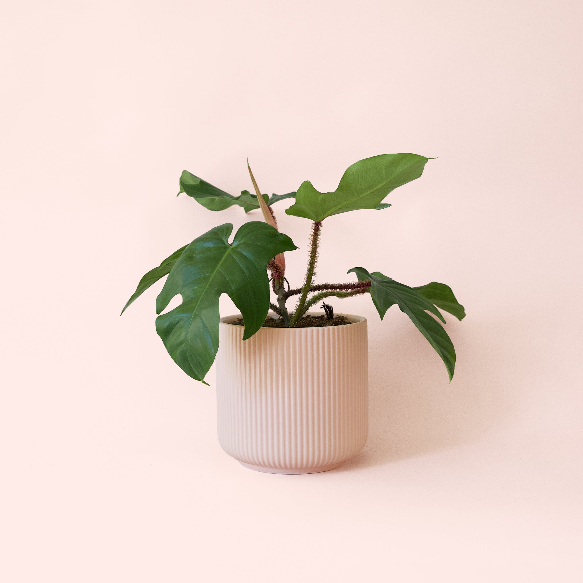 Philodendron Squamiferum - Thumbnail 2