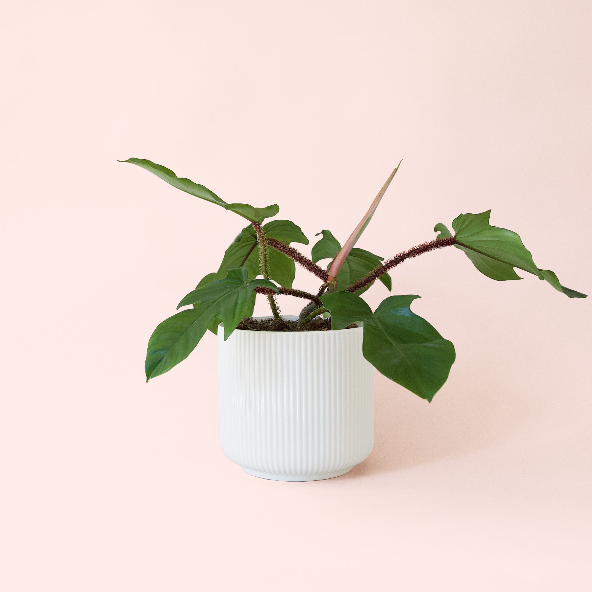 Philodendron Squamiferum - Thumbnail 5