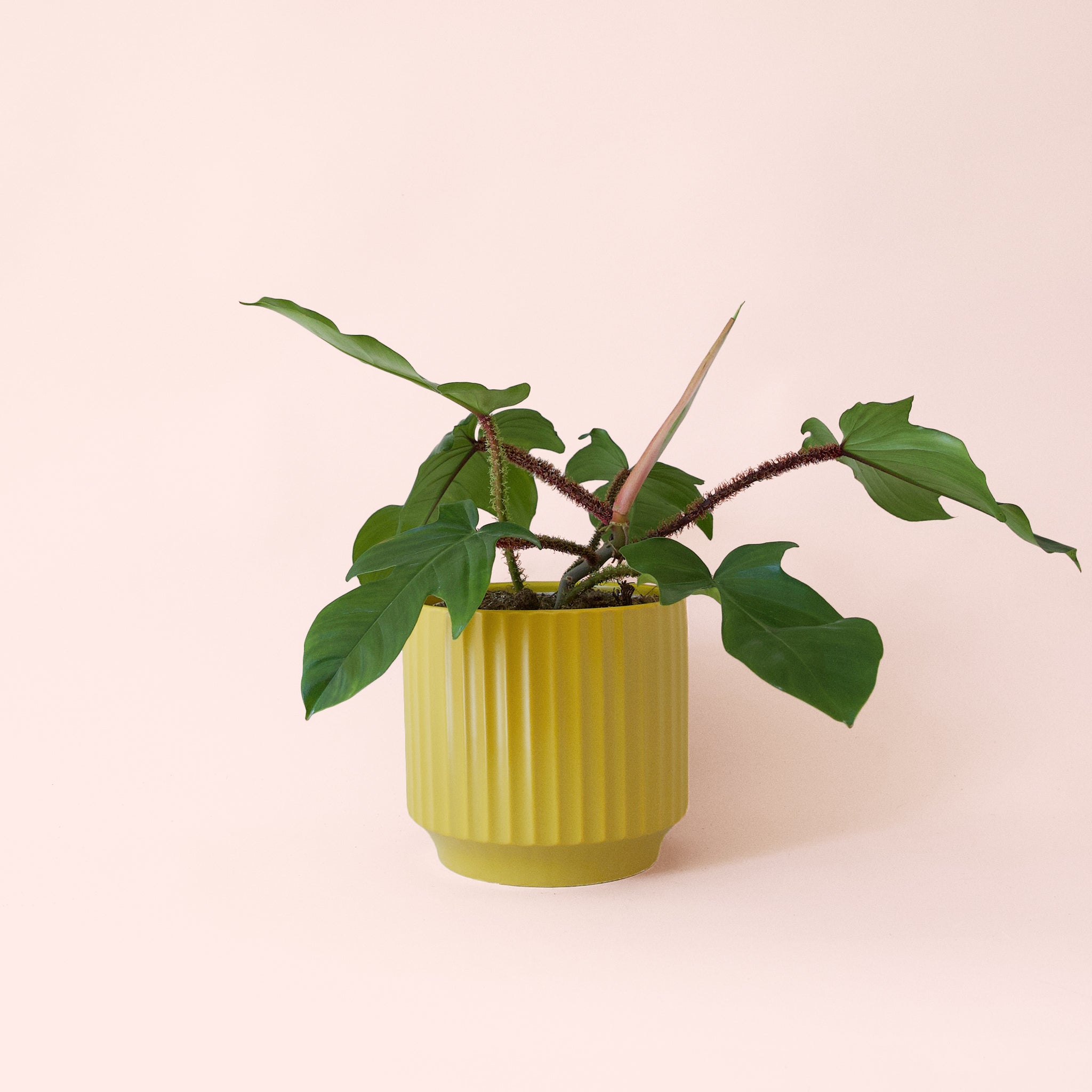 Philodendron Squamiferum - Thumbnail 5