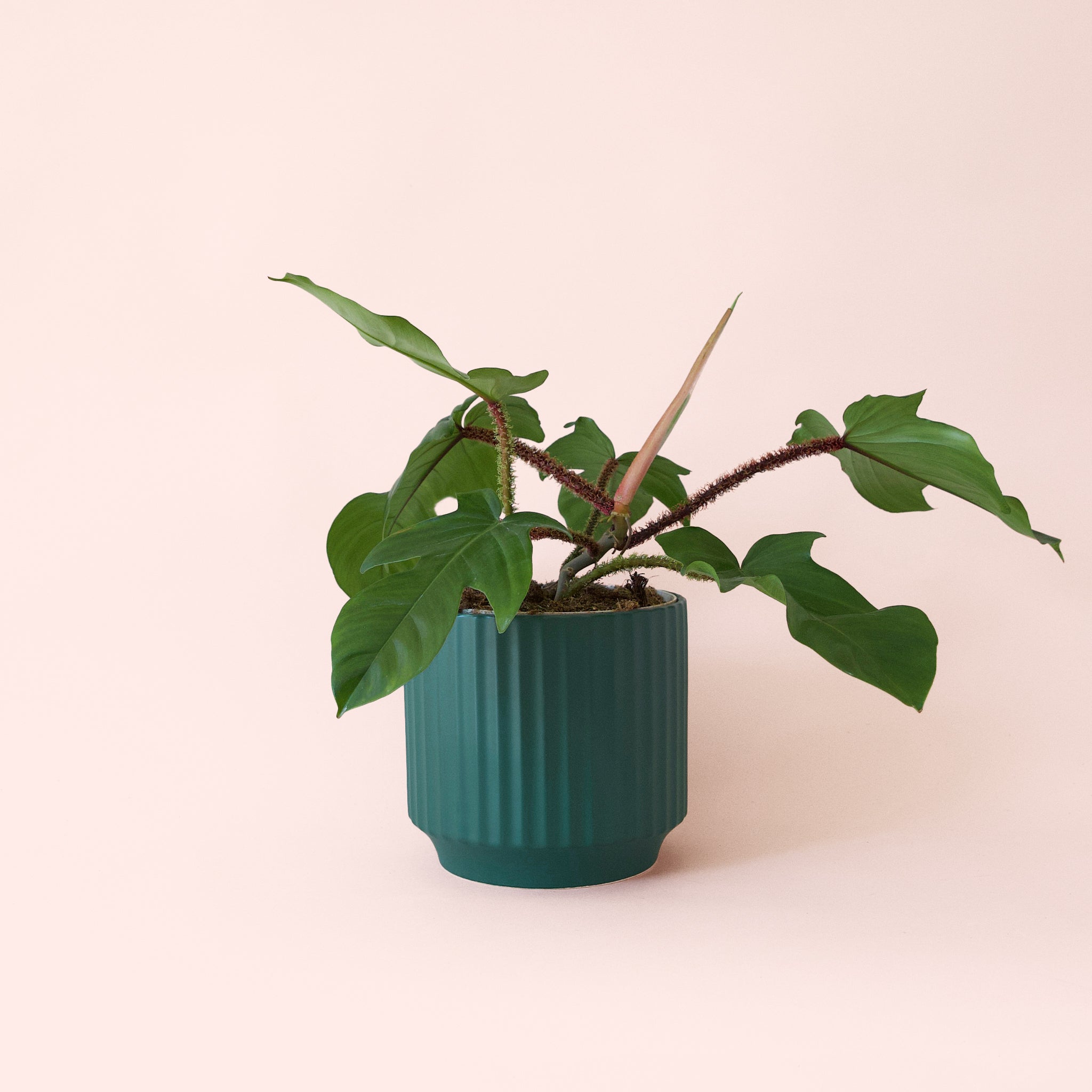 Philodendron Squamiferum - Thumbnail 4
